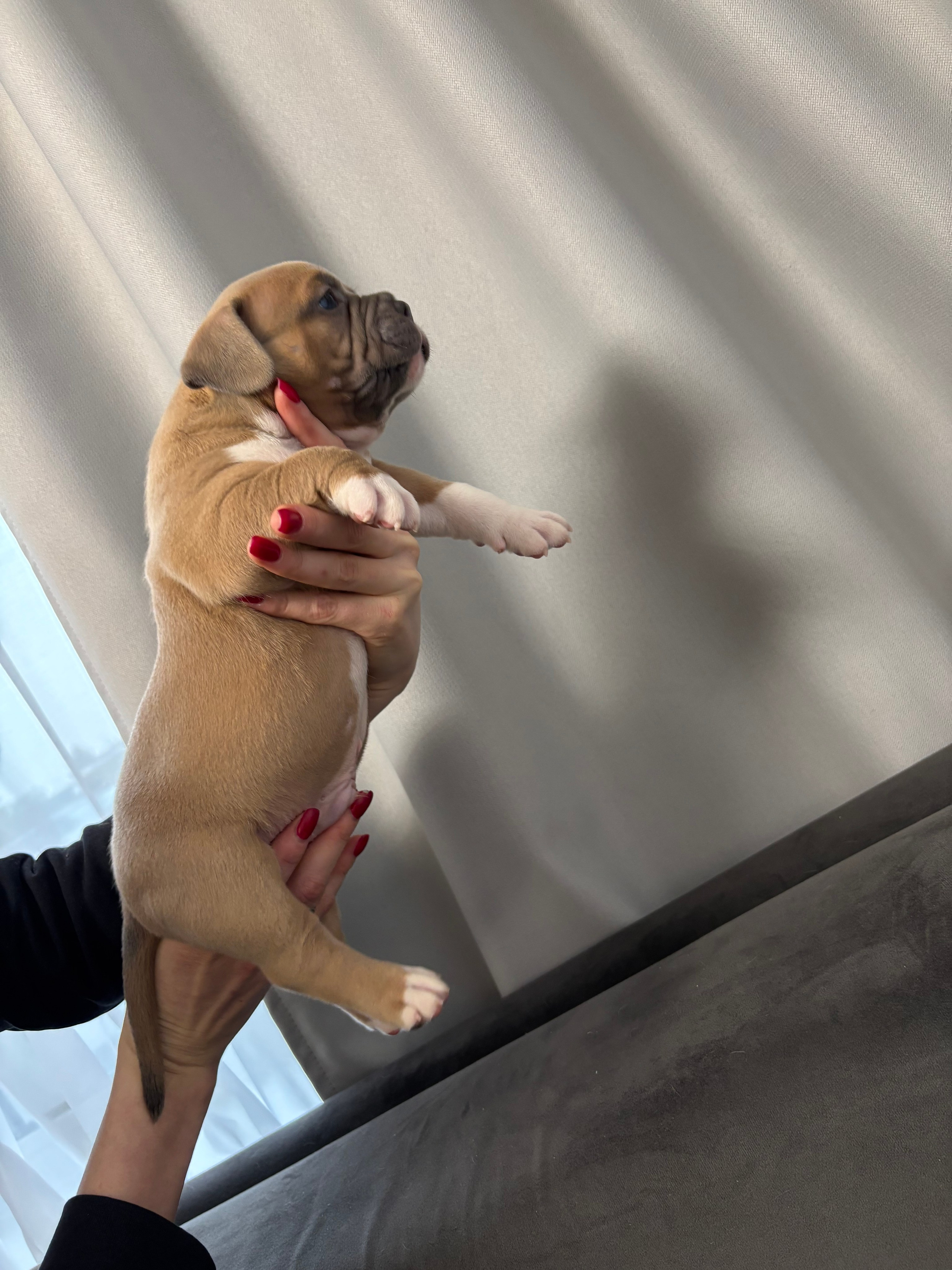 Помет Рич и Дося 04.02.25. Американский Булли в г. Ростов-на-Дону. Питомник THE POWER OF SIBERIA