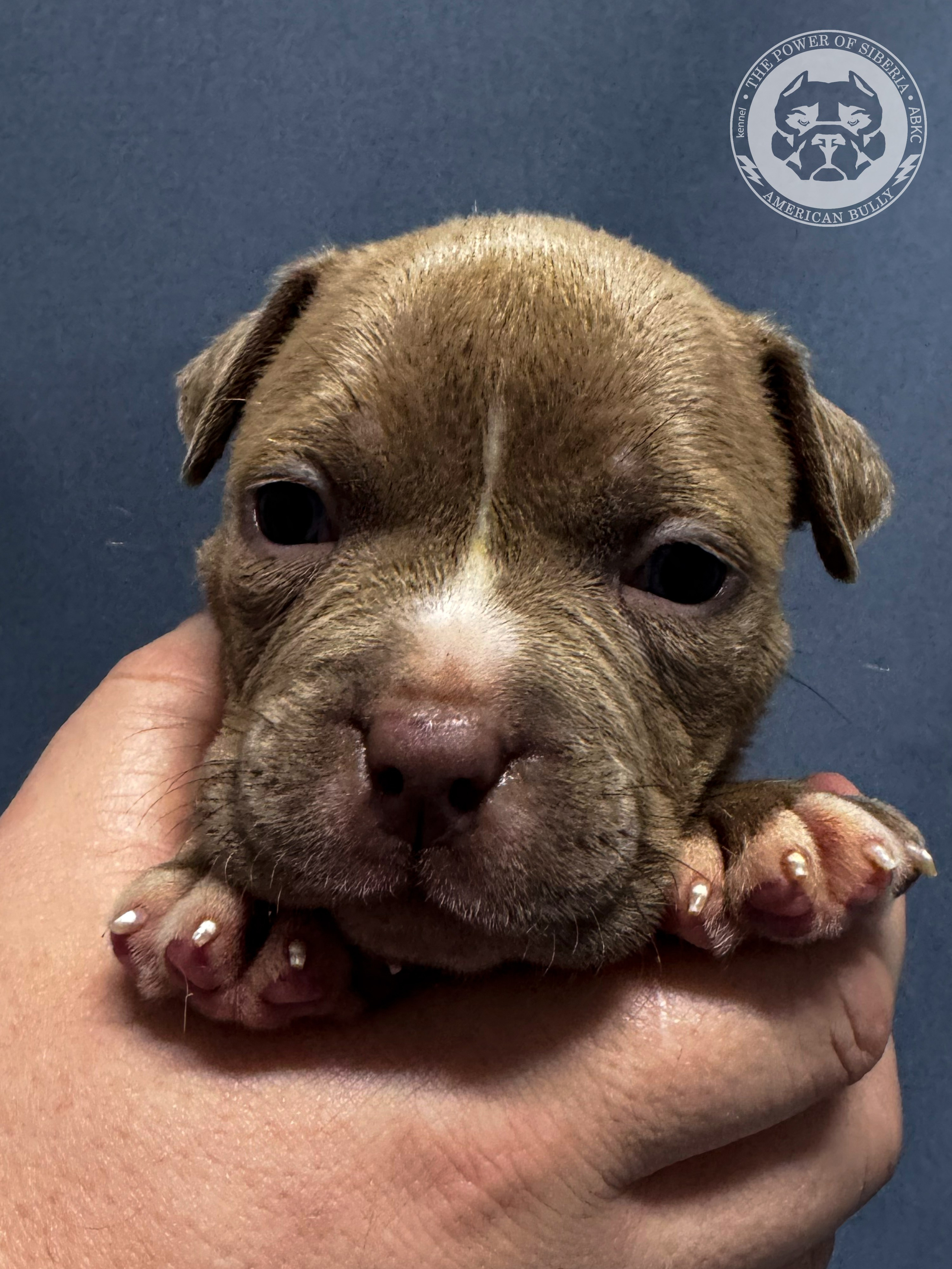 Все свободные щенки. Американский Булли в г. Ростов-на-Дону. Питомник THE POWER OF SIBERIA