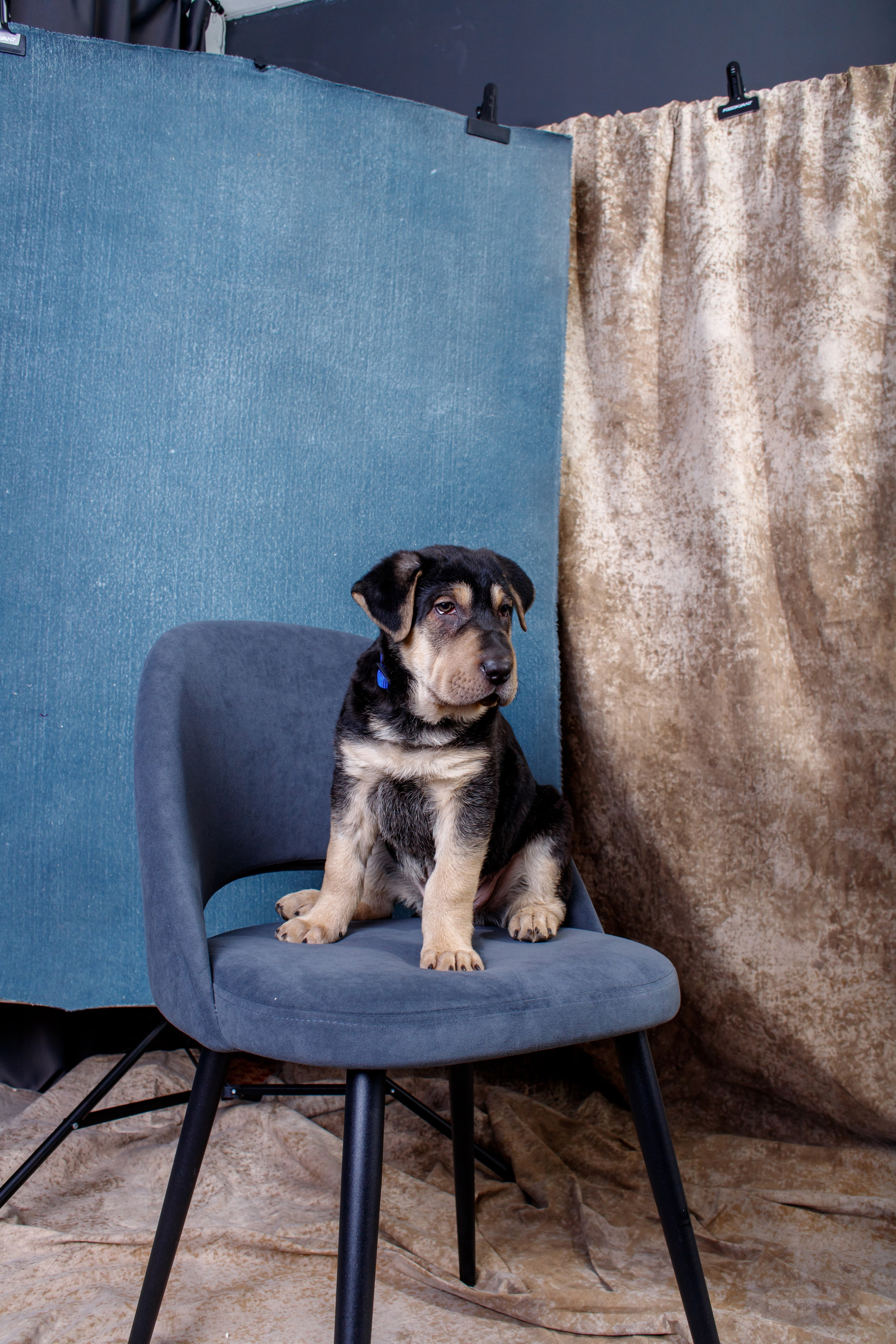 Помощь для бездомного щенка, ищем дом.