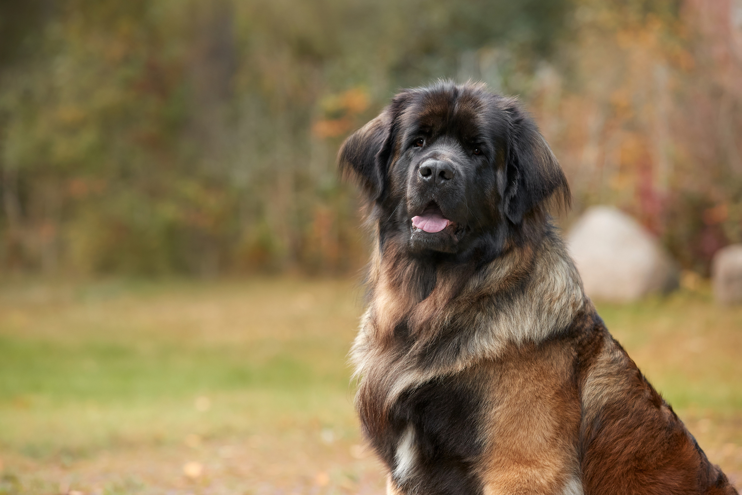 Леонбергер