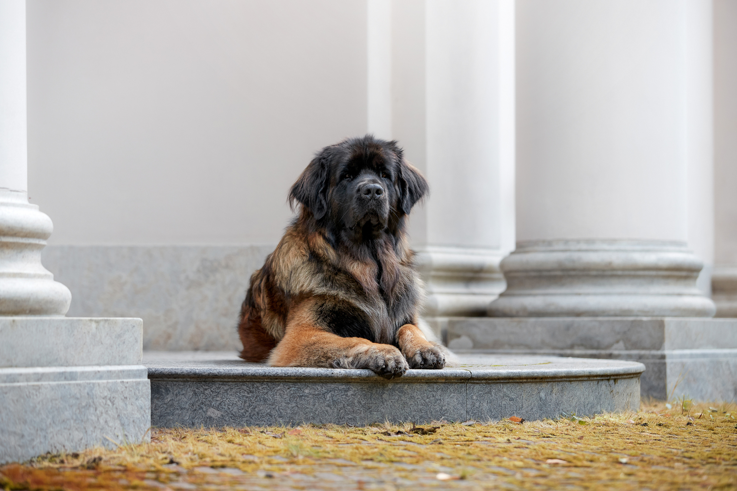 Леонбергер