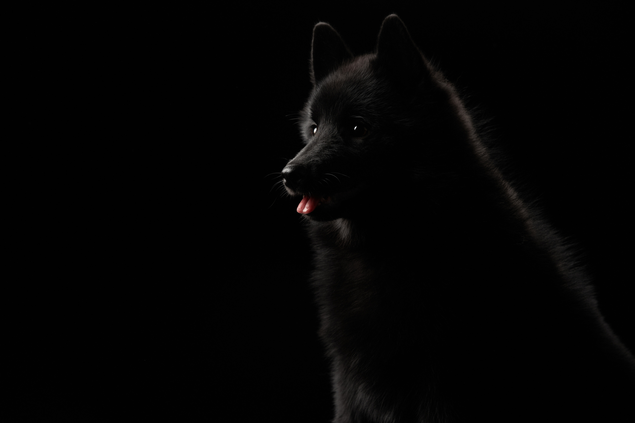 Щенок схипперке