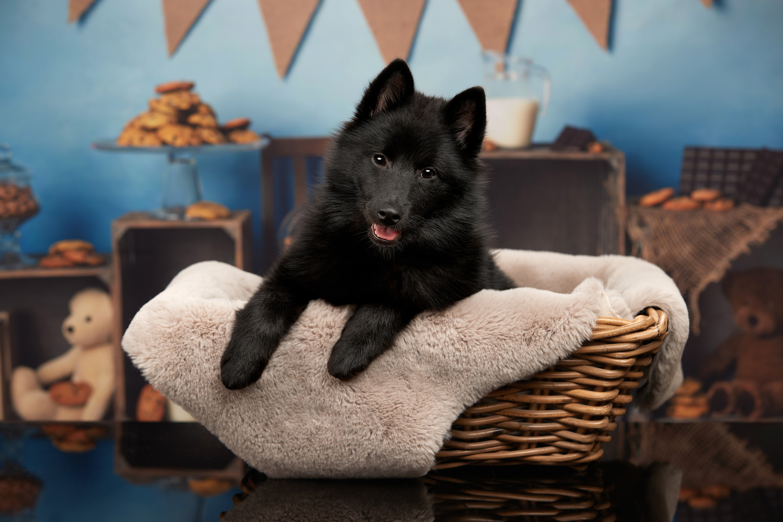 Щенок схипперке