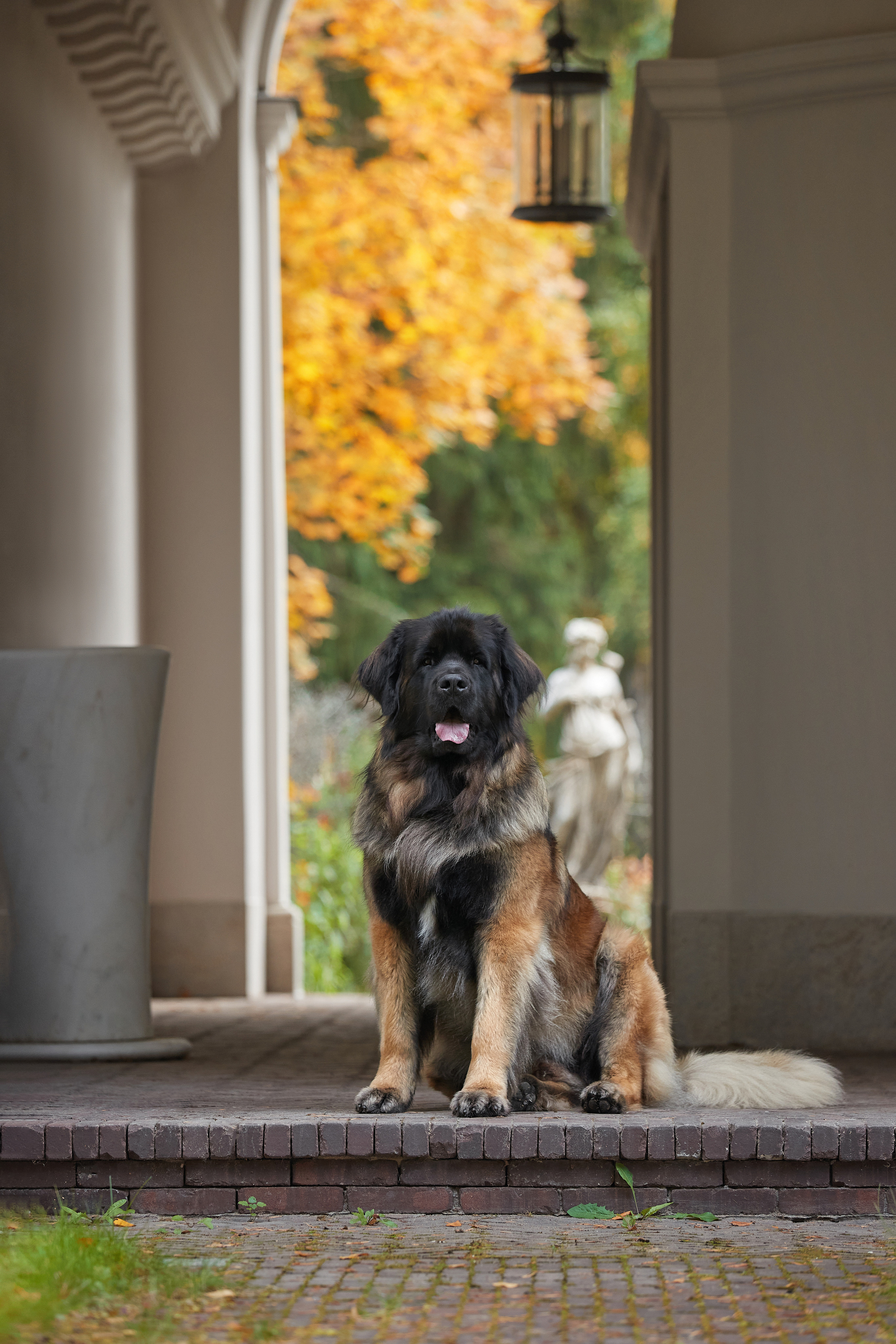 Леонбергер