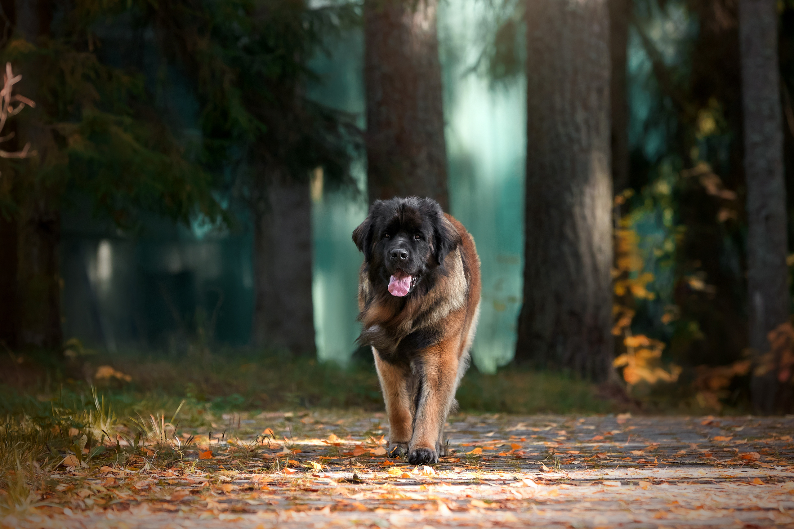 Леонбергер