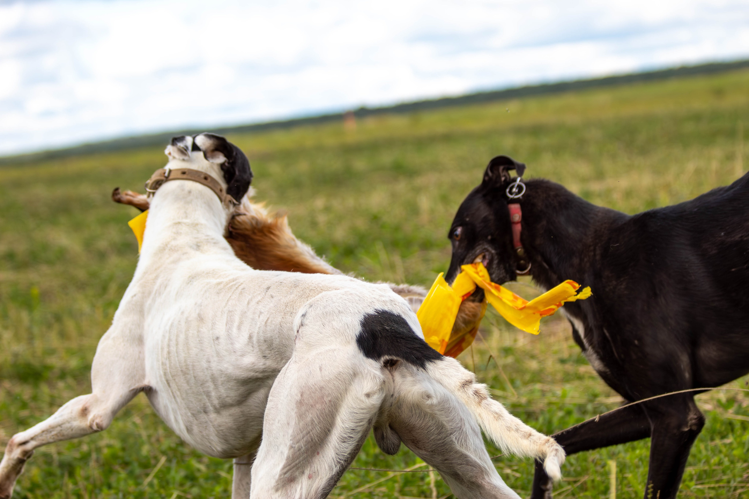 Охота как искусство Ясная поляна. Фотограф анималист — Тула, Москва