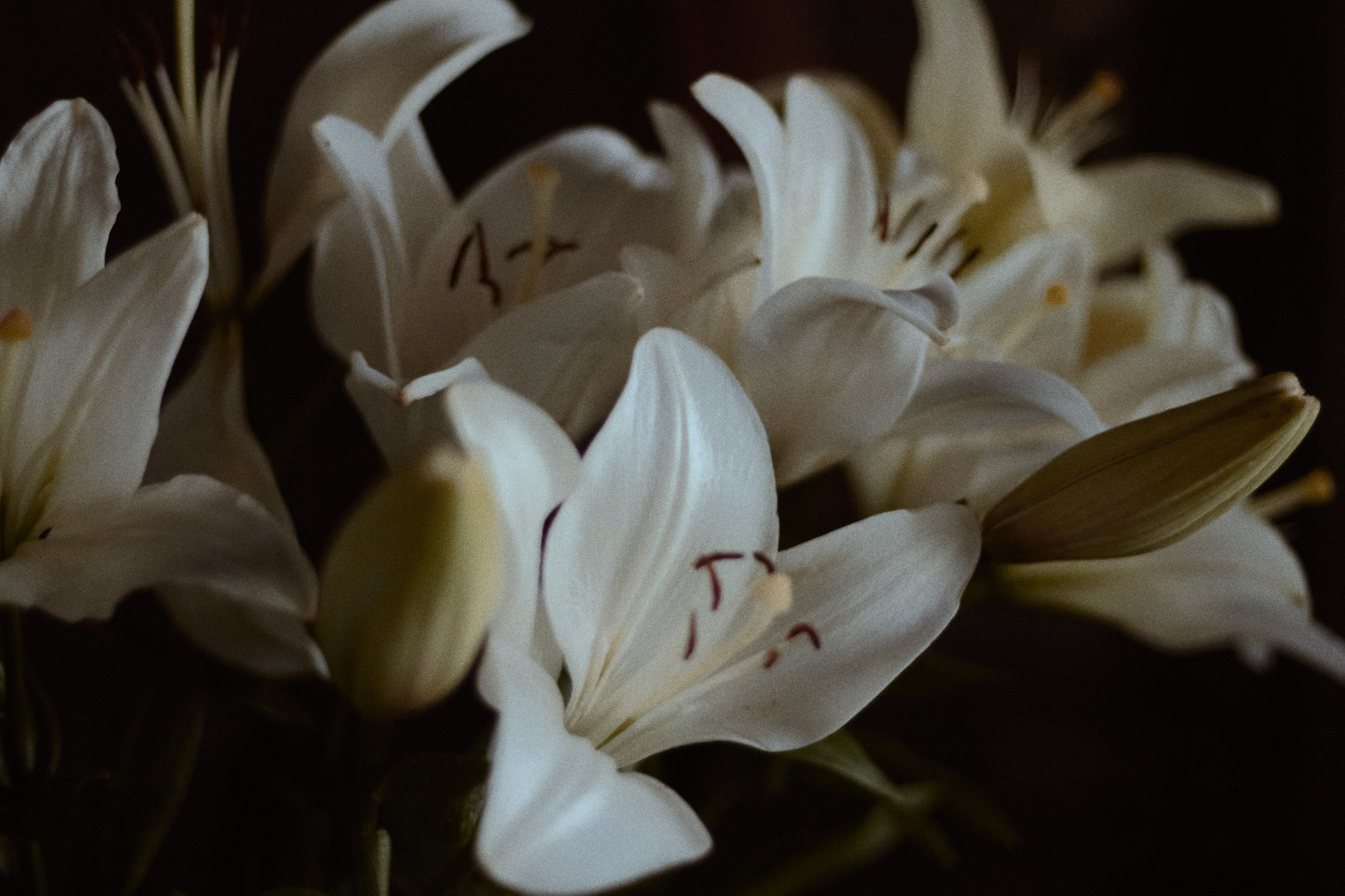 По мотивам Возрождения. Фотограф лавстори Москва/МО Приятелева Ангелина