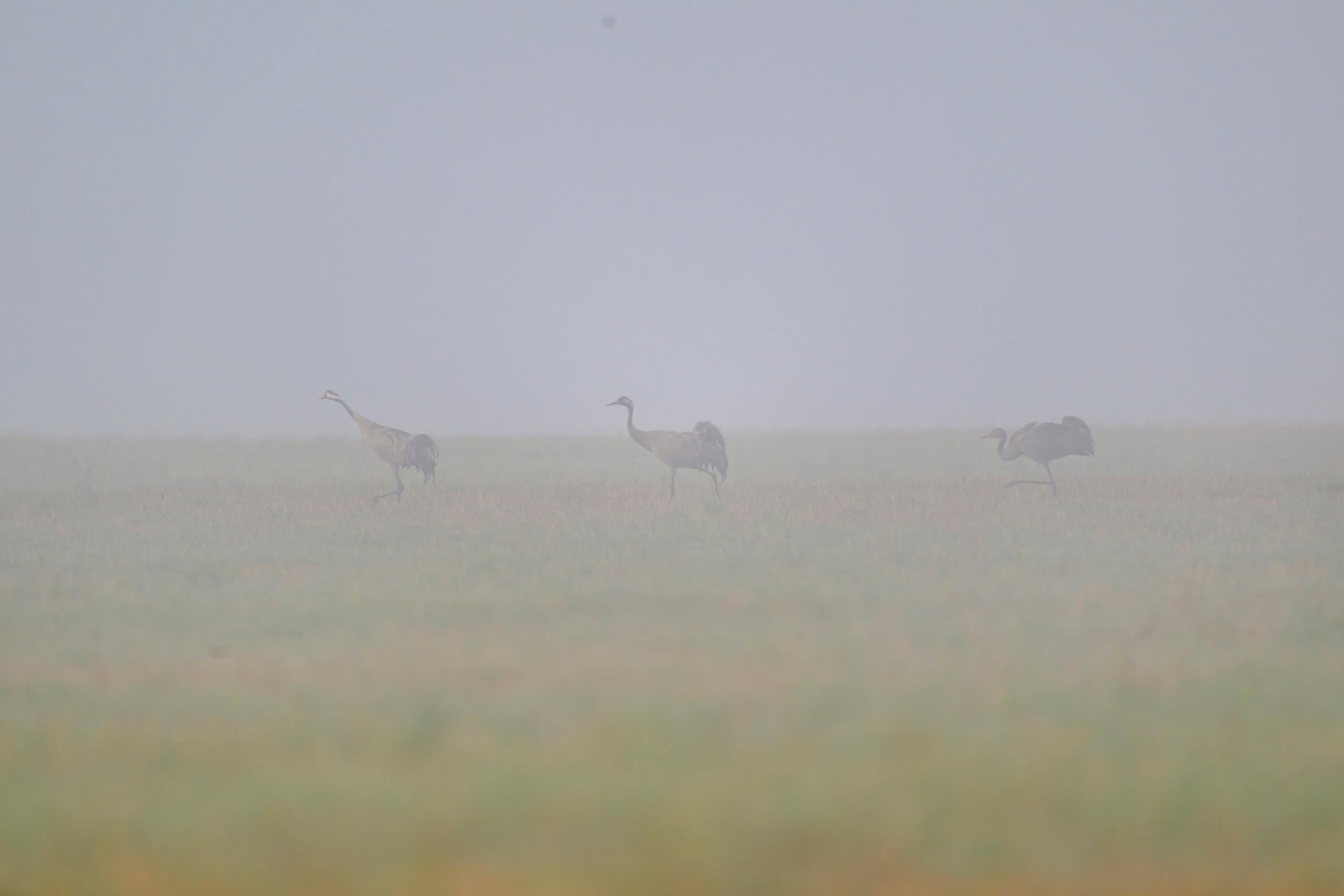 Журавли II. Cranes II. Wildlife photography by Sergey Puponin