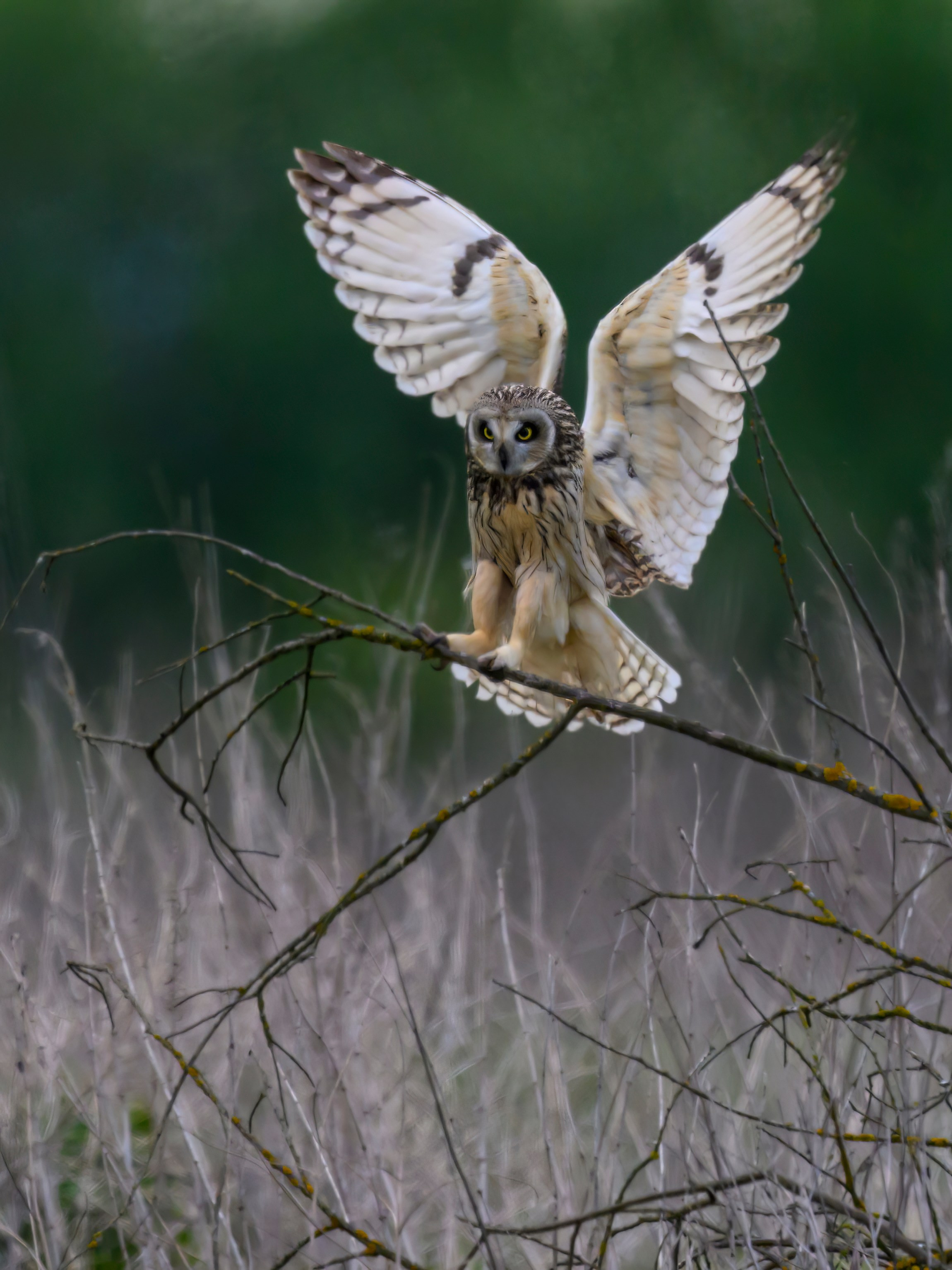 Охота сов и схватка с лунем. Фотограф Сергей Пупонин