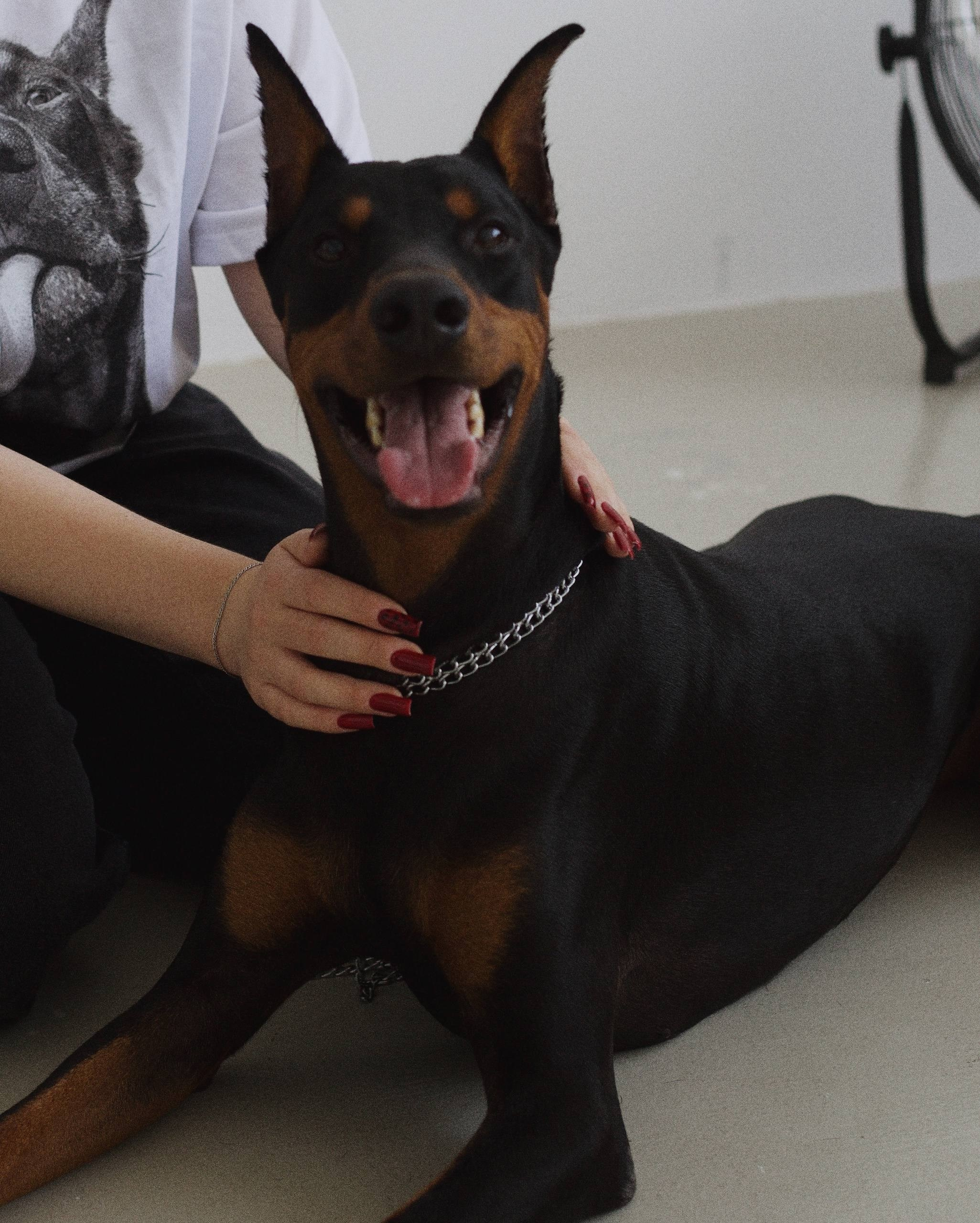 Фотограф в Тольятти — Елена Палагнюк | свадебная, беременность, женский портрет, love story