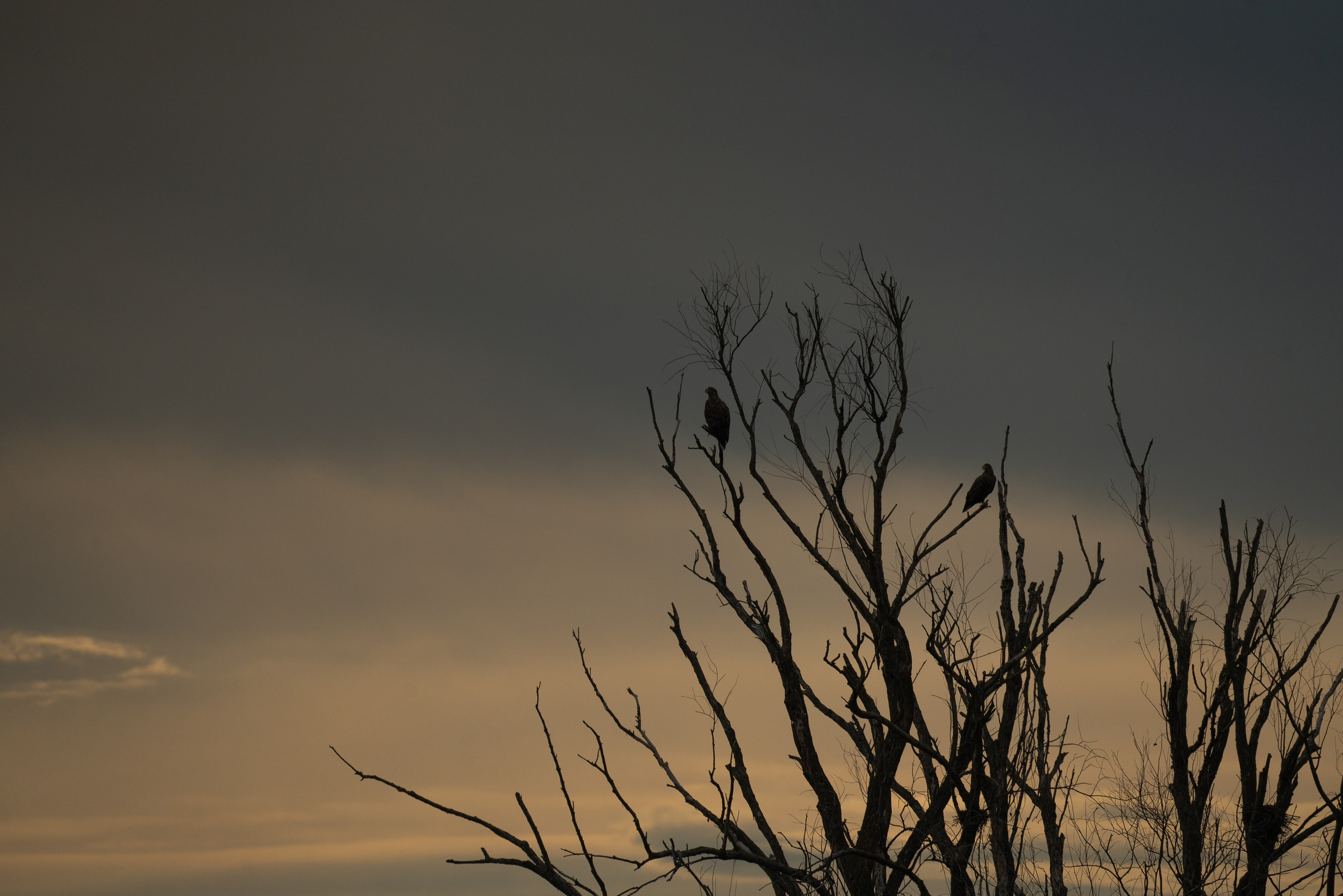 Барханы и лотосы. Июль–Август