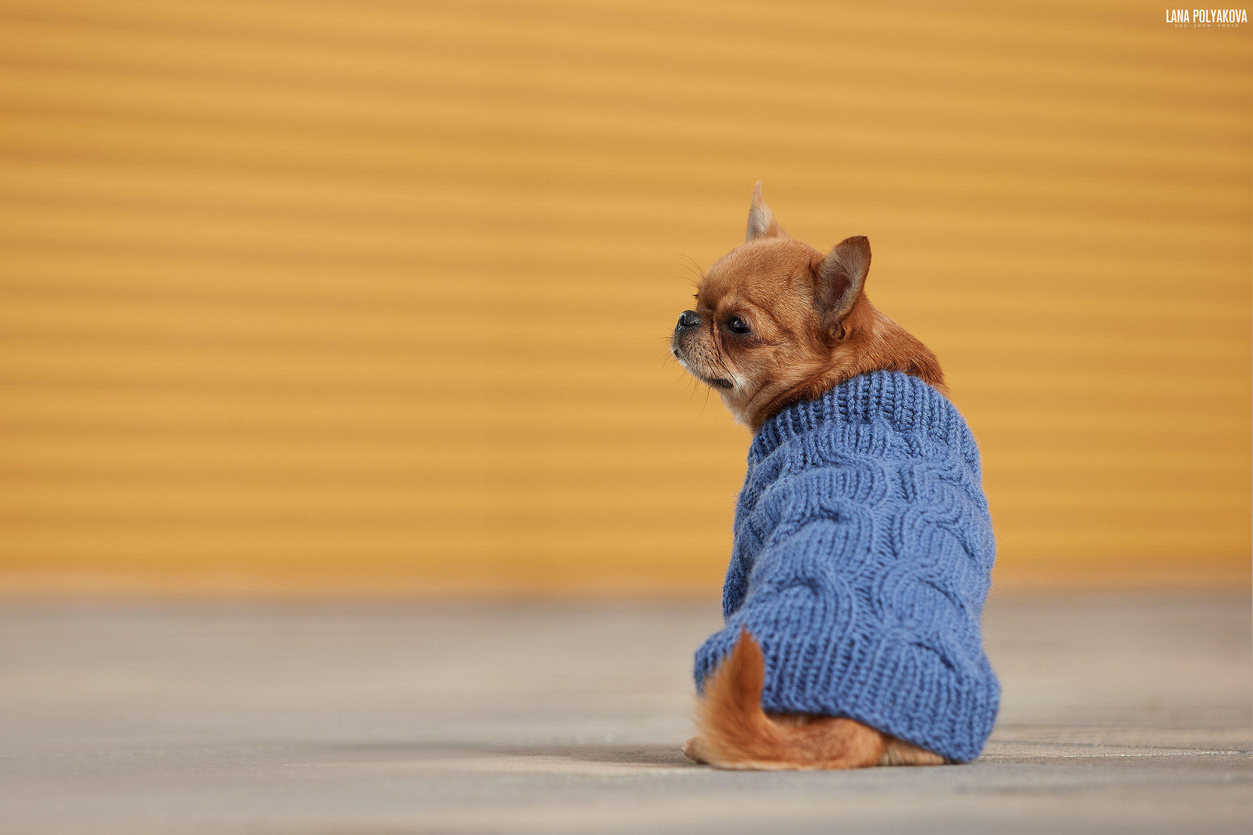 Чихуахуа фото в одежде