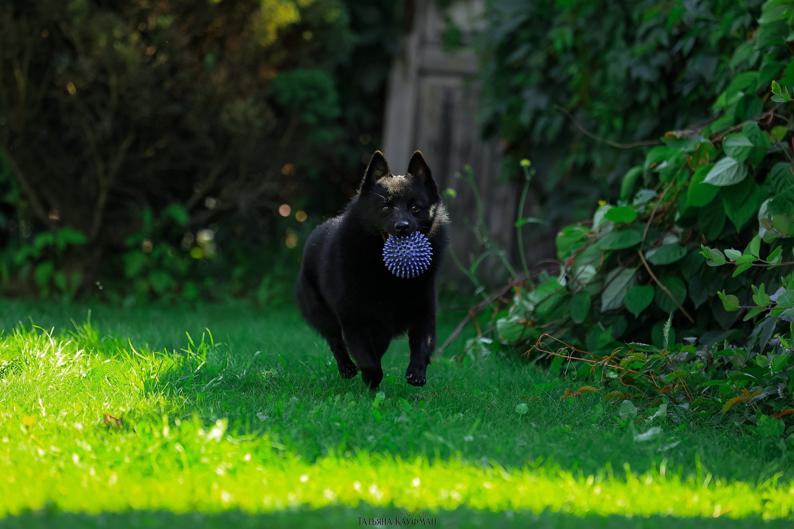 Шипперке, схипперке, красивая собака, фотограф анималист, фотокурс Анималистика, научиться фотографировать собак, фотограф Новосибирск