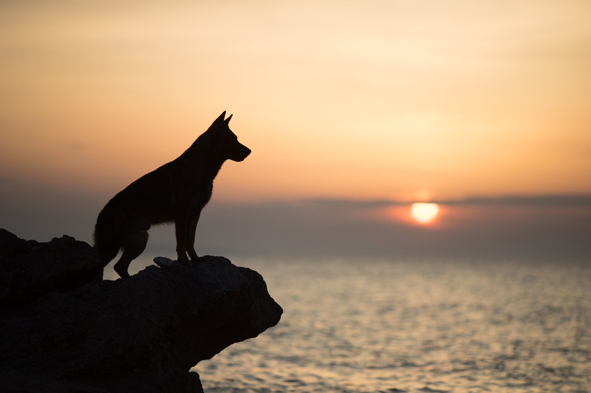 Онлайн-курс по съемке собак. Фотограф Анастасия Ветковская, Москва