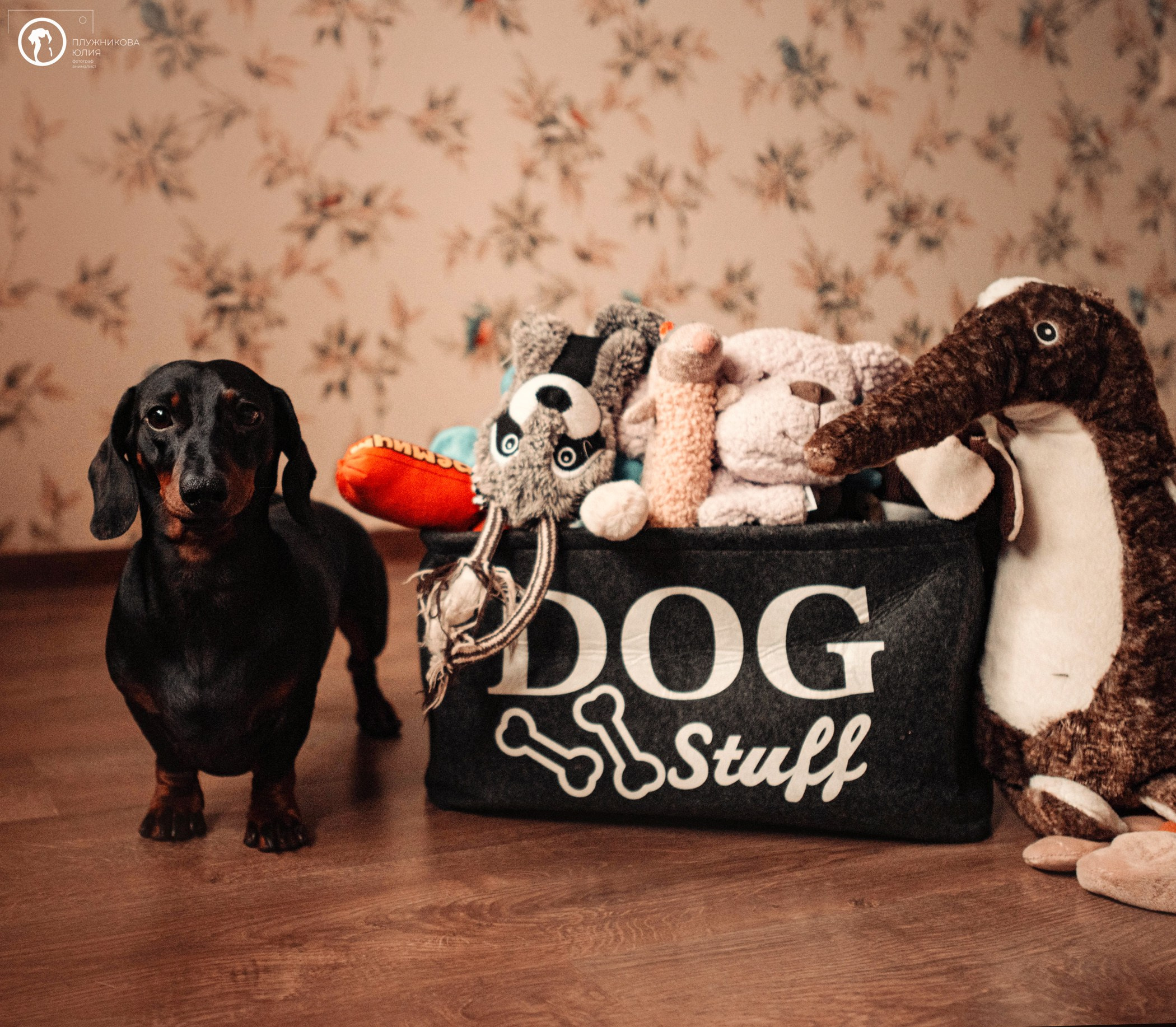 Таня и Грант. Фотограф — анималист Саратов/Москва|Плужникова Юлия