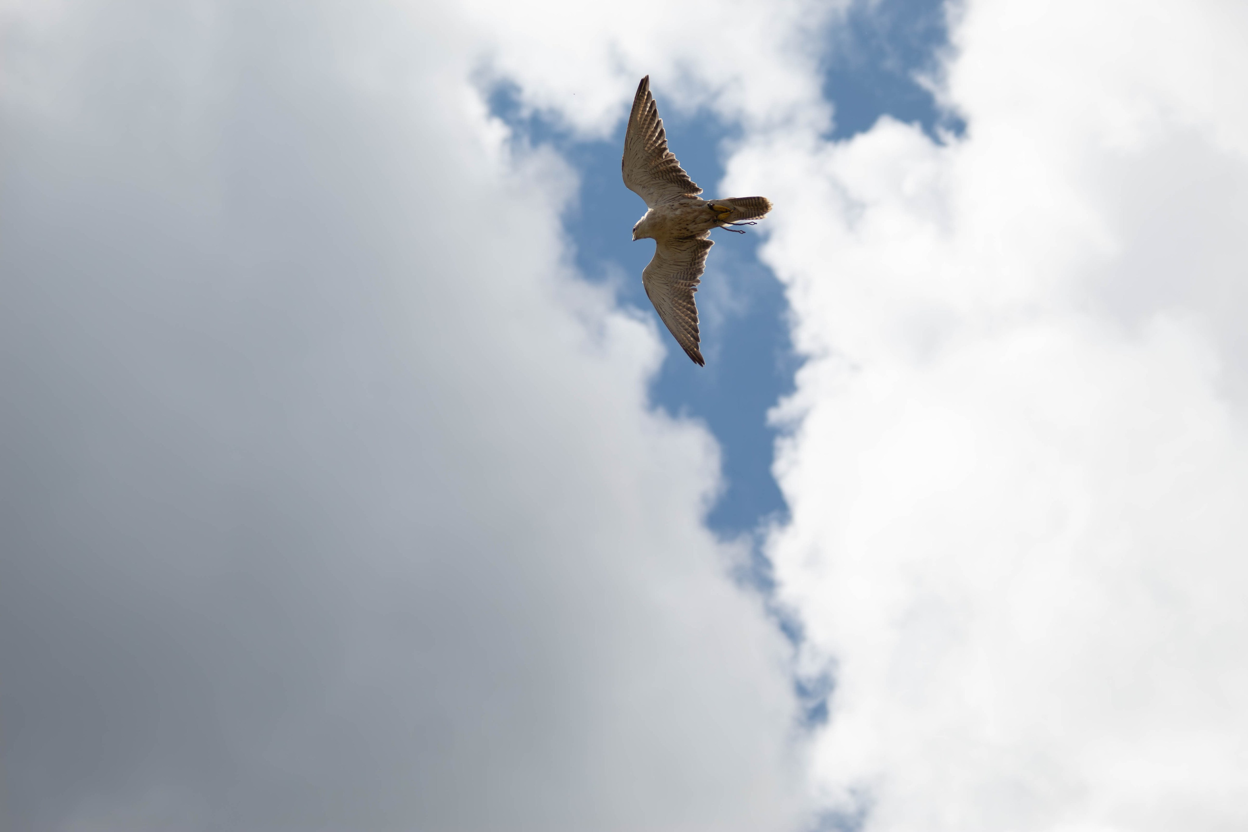 Охота как искусство Ясная поляна. Фотограф анималист — Тула, Москва