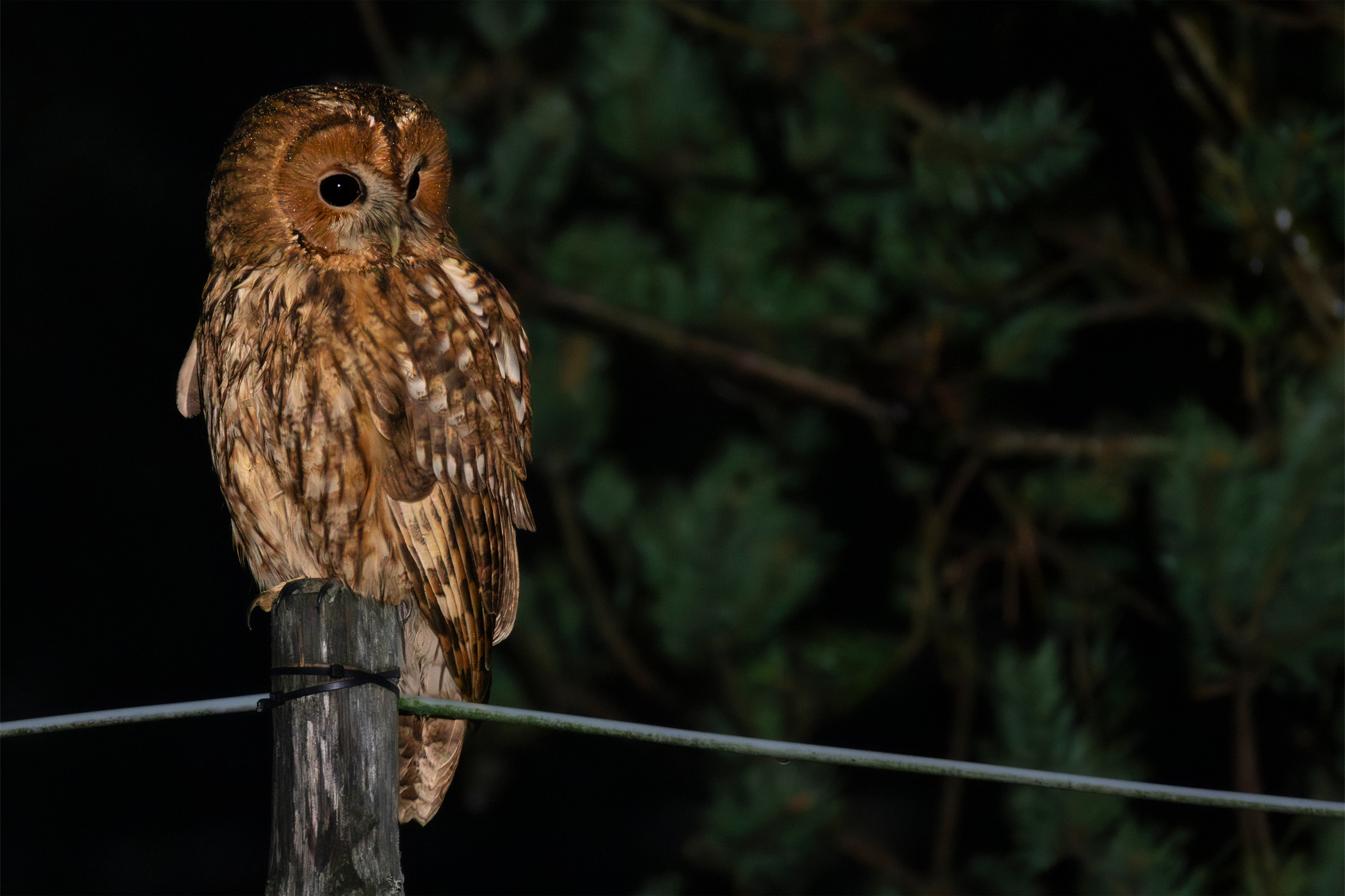 Фотограф дикой природы Роман Исаенков