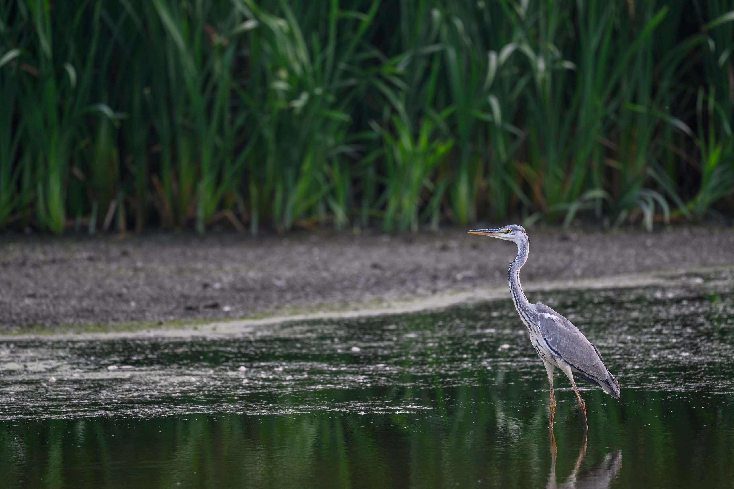 Рыбалка цапли. Fishing of the Heron. Фотограф Сергей Пупонин
