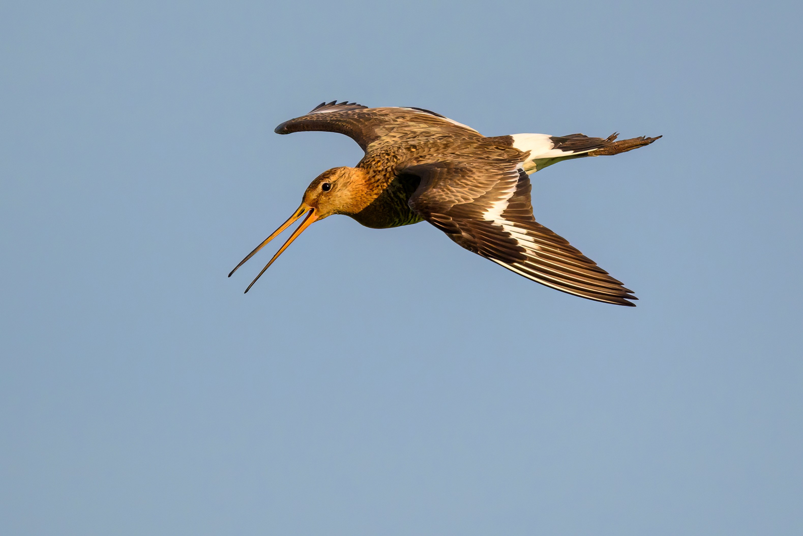 Веретенник и пожар на болоте. Wildlife photography by Sergey Puponin