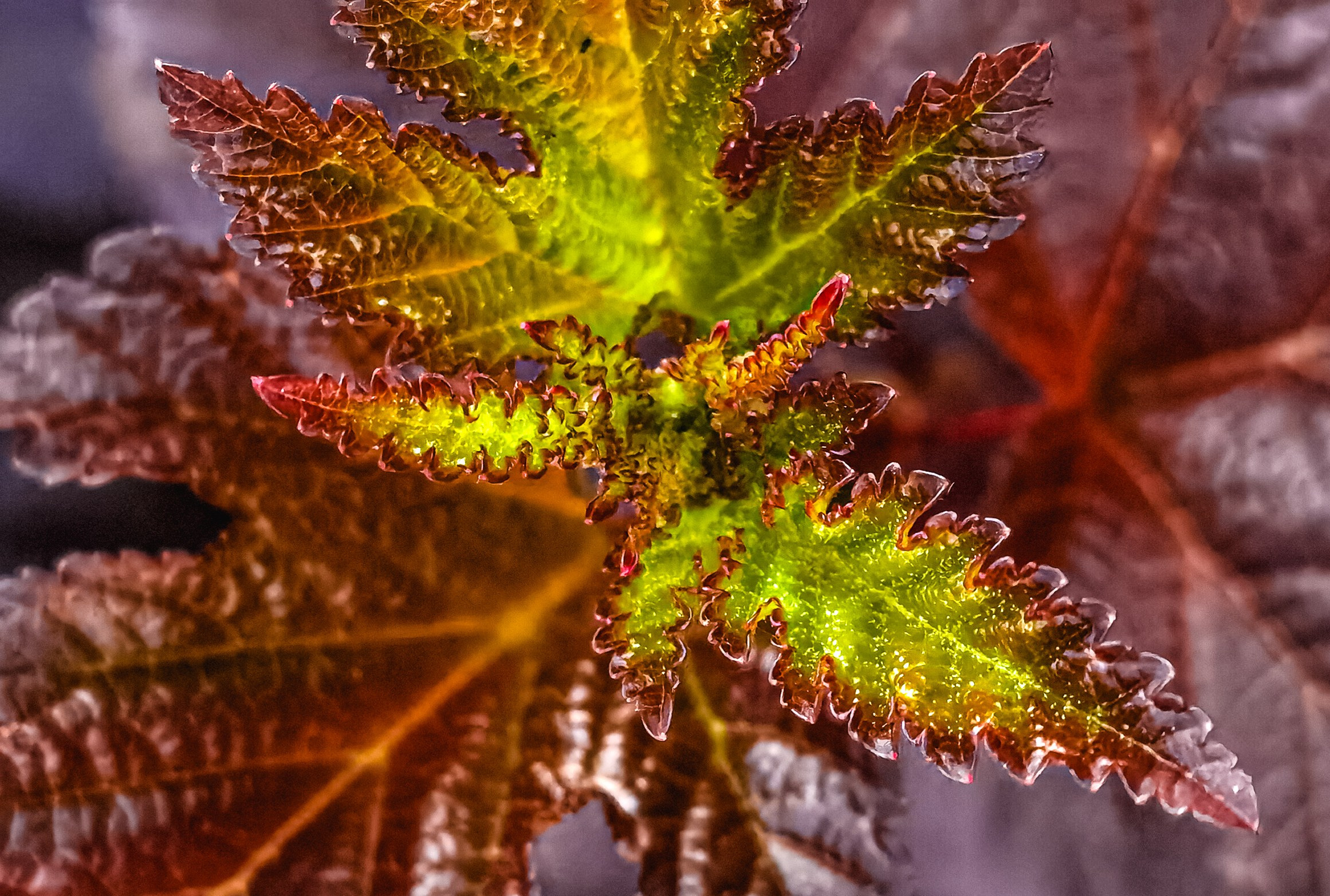 МК Мобильная фотография. Арт-фотограф Крис Л. в Тобольске: портрет, семейные, свадьбы