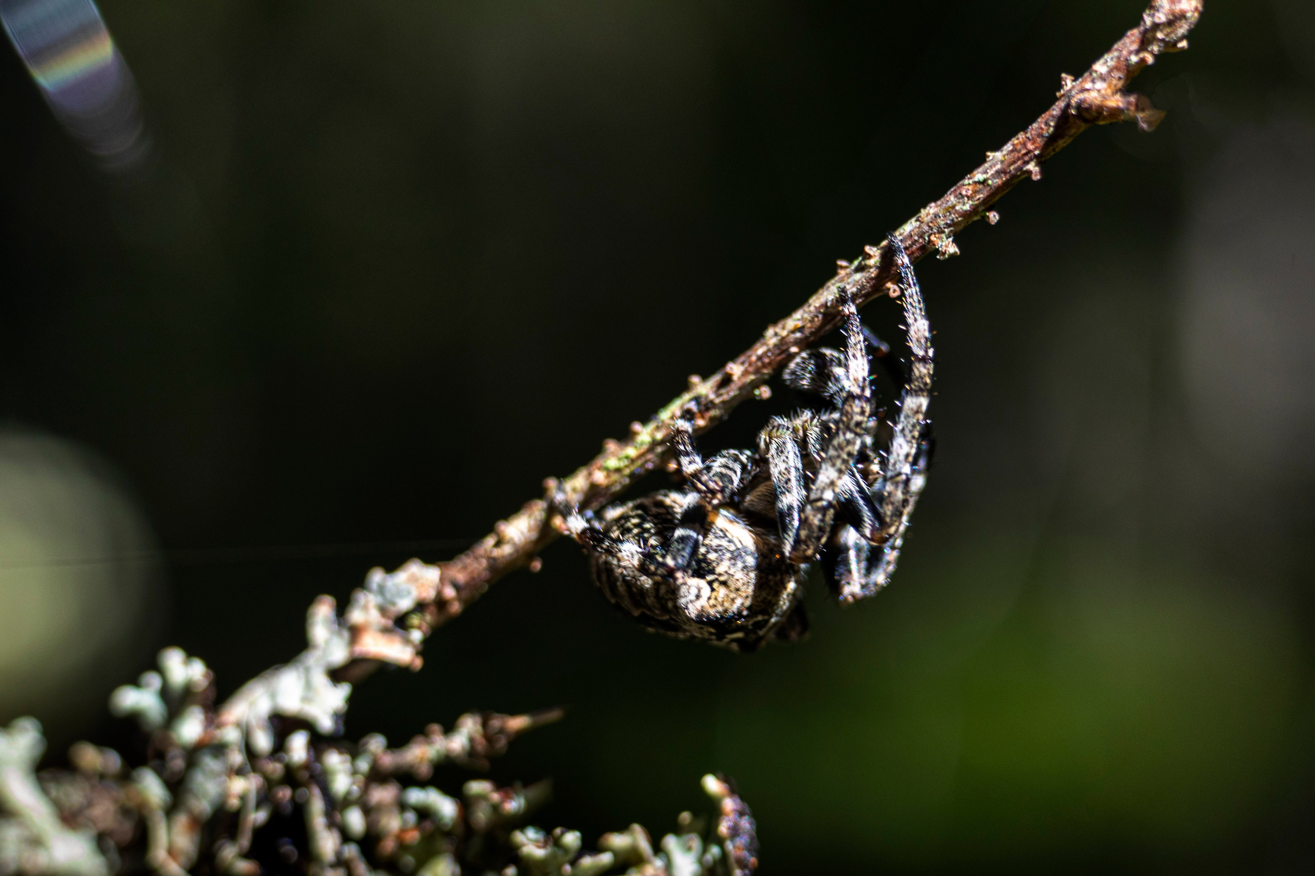 Паук-крестовик
