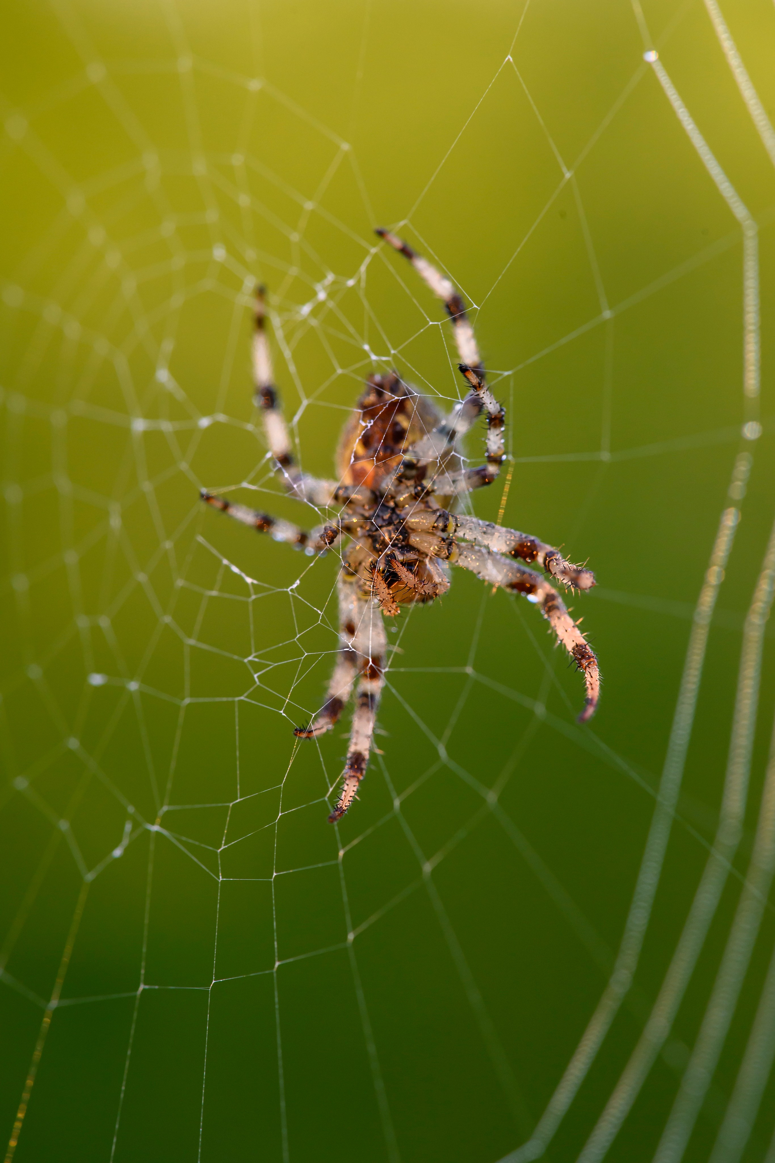 Совы умеют улыбаться. Owl can smile. Wildlife photography by Sergey Puponin