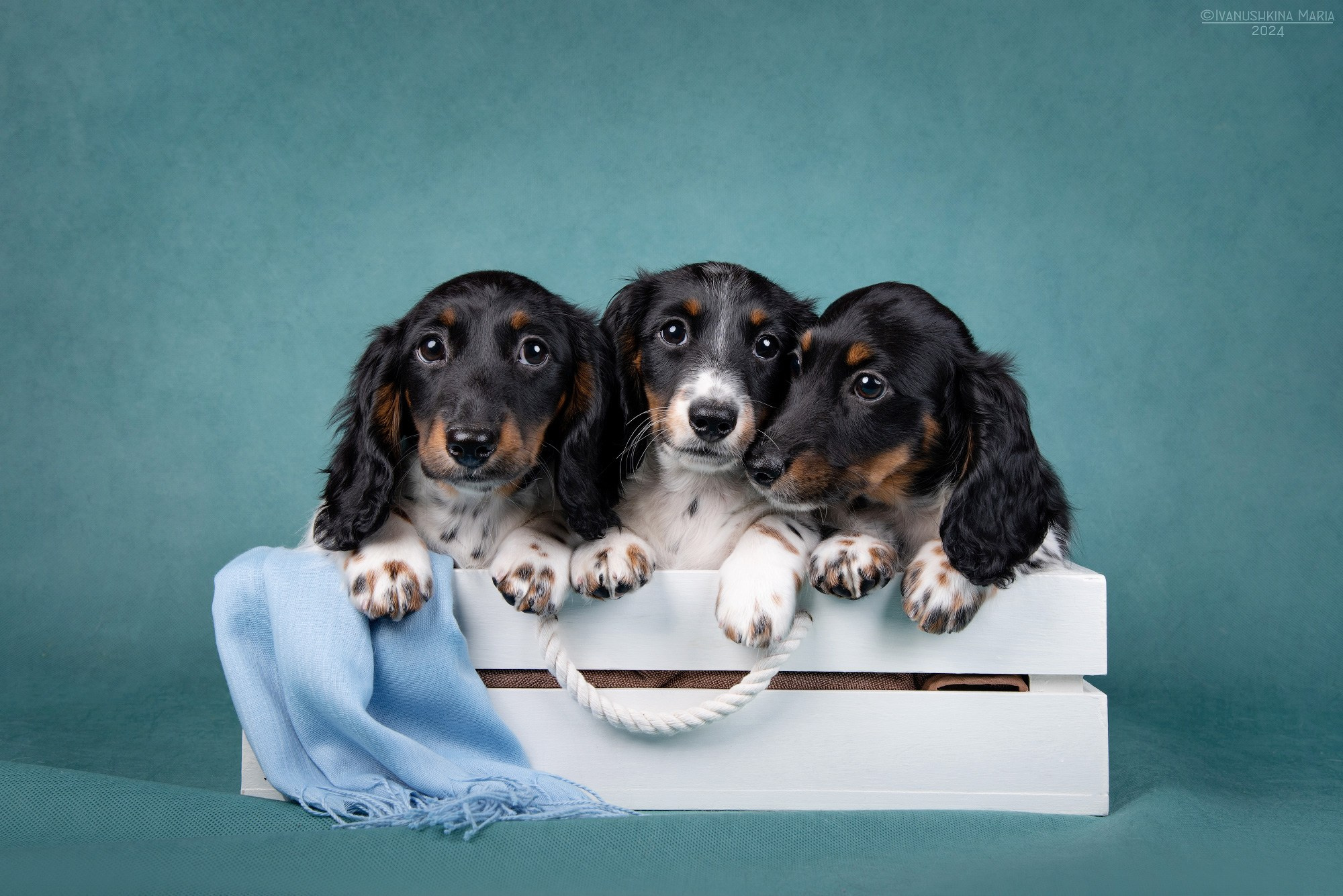 таксы пайболд