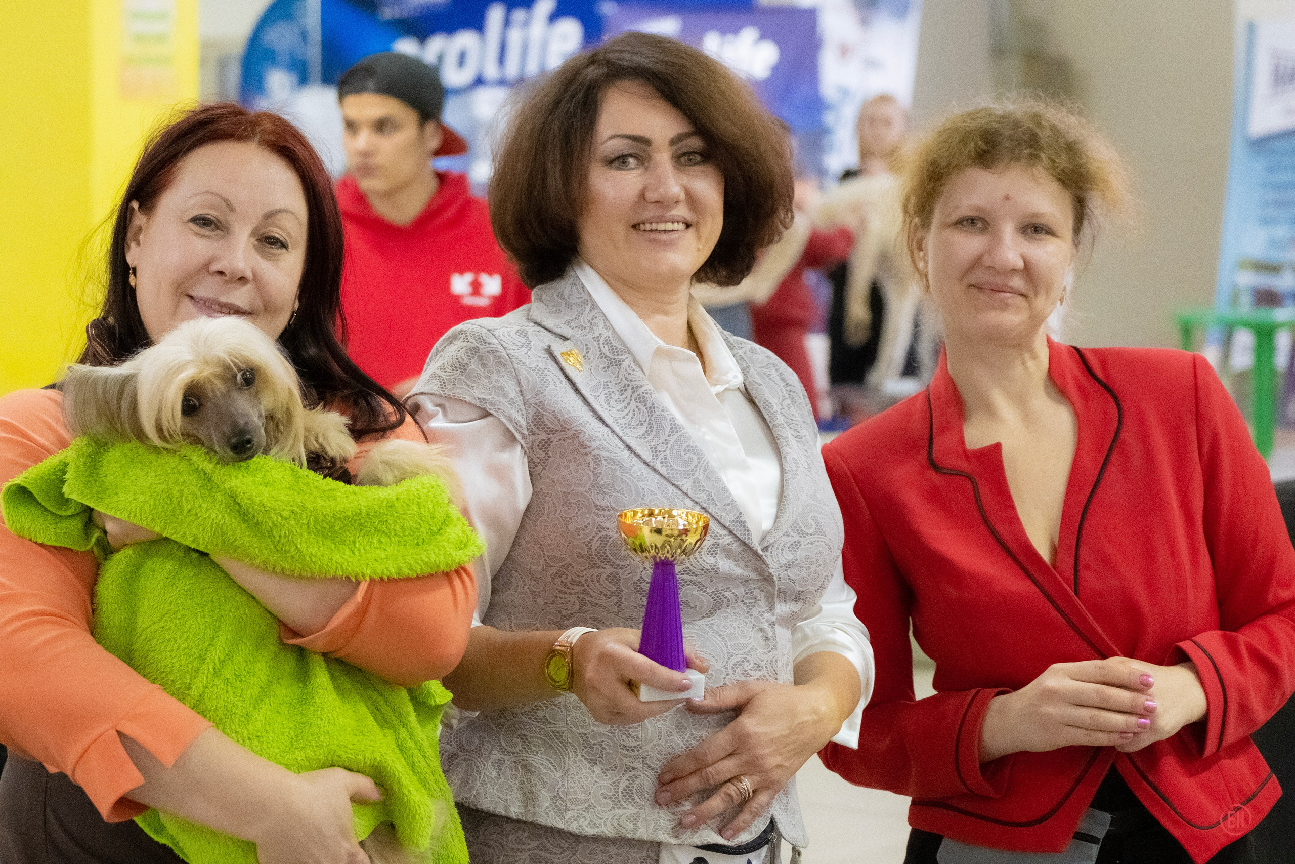 Poale Ell Cooper. Chinese Crested Dog Kennel Poale Ell