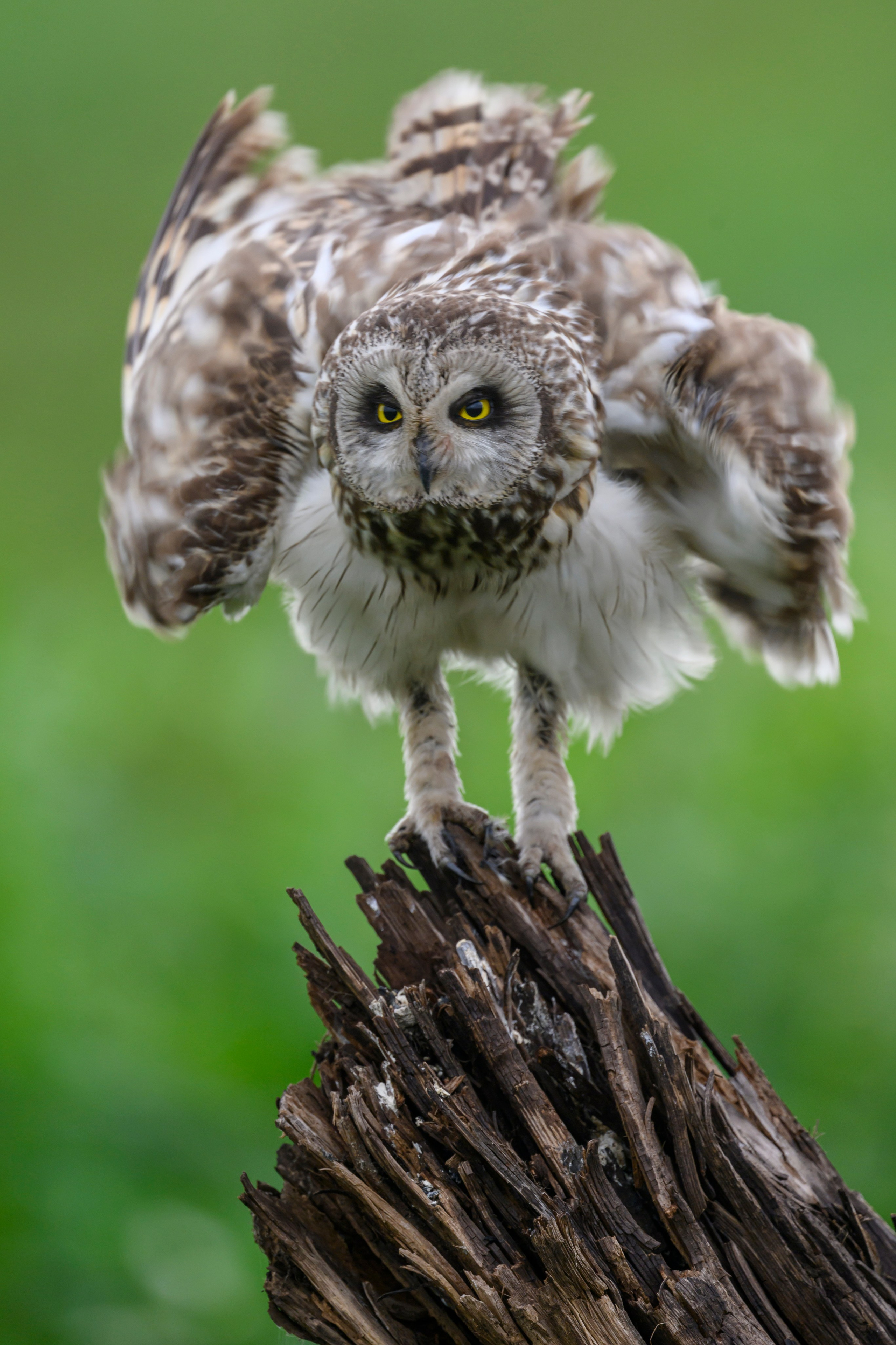 Мэрилин Монро | Marilyn Monroe. Фотограф Сергей Пупонин