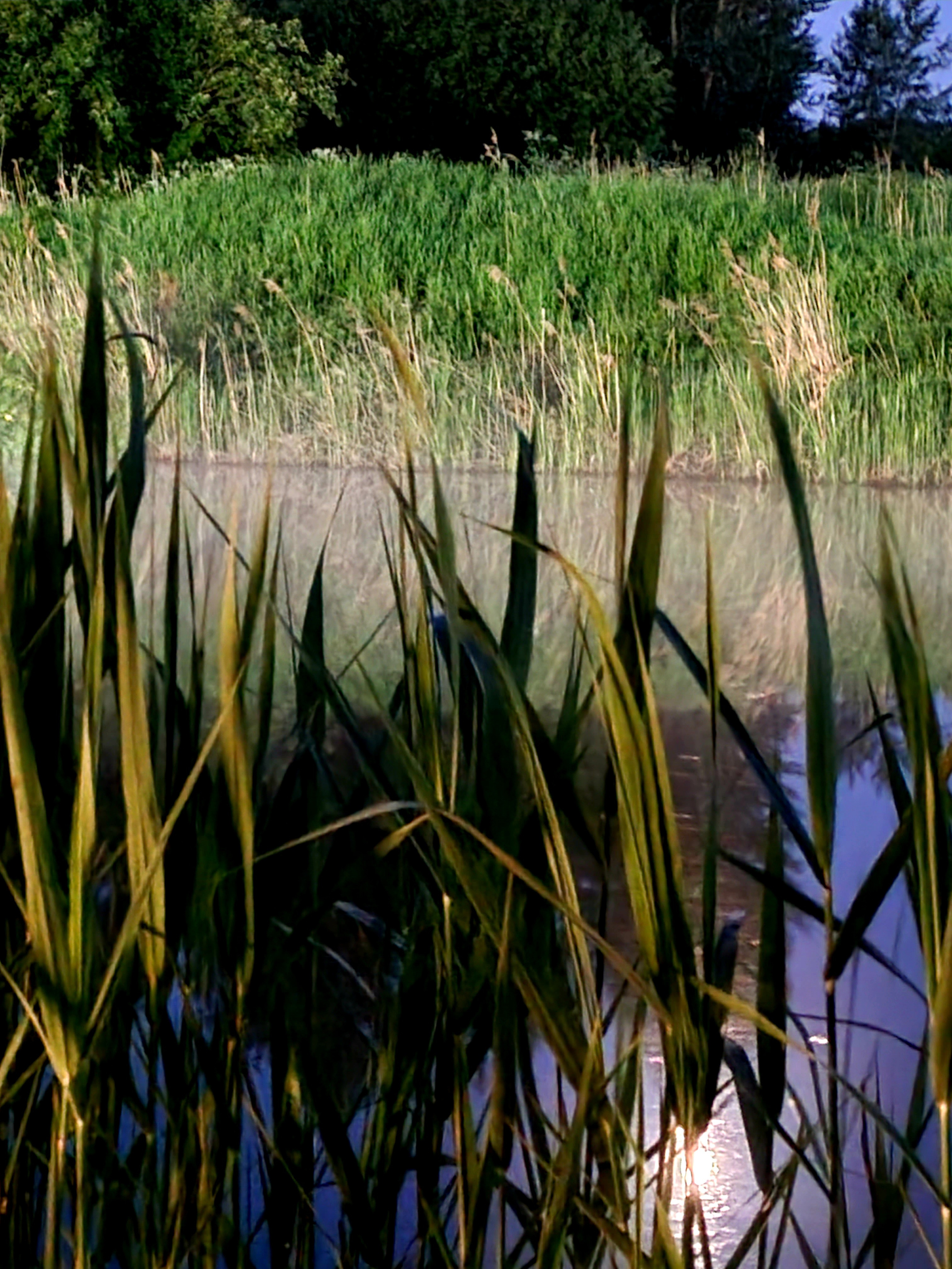 Квакают лягушки
