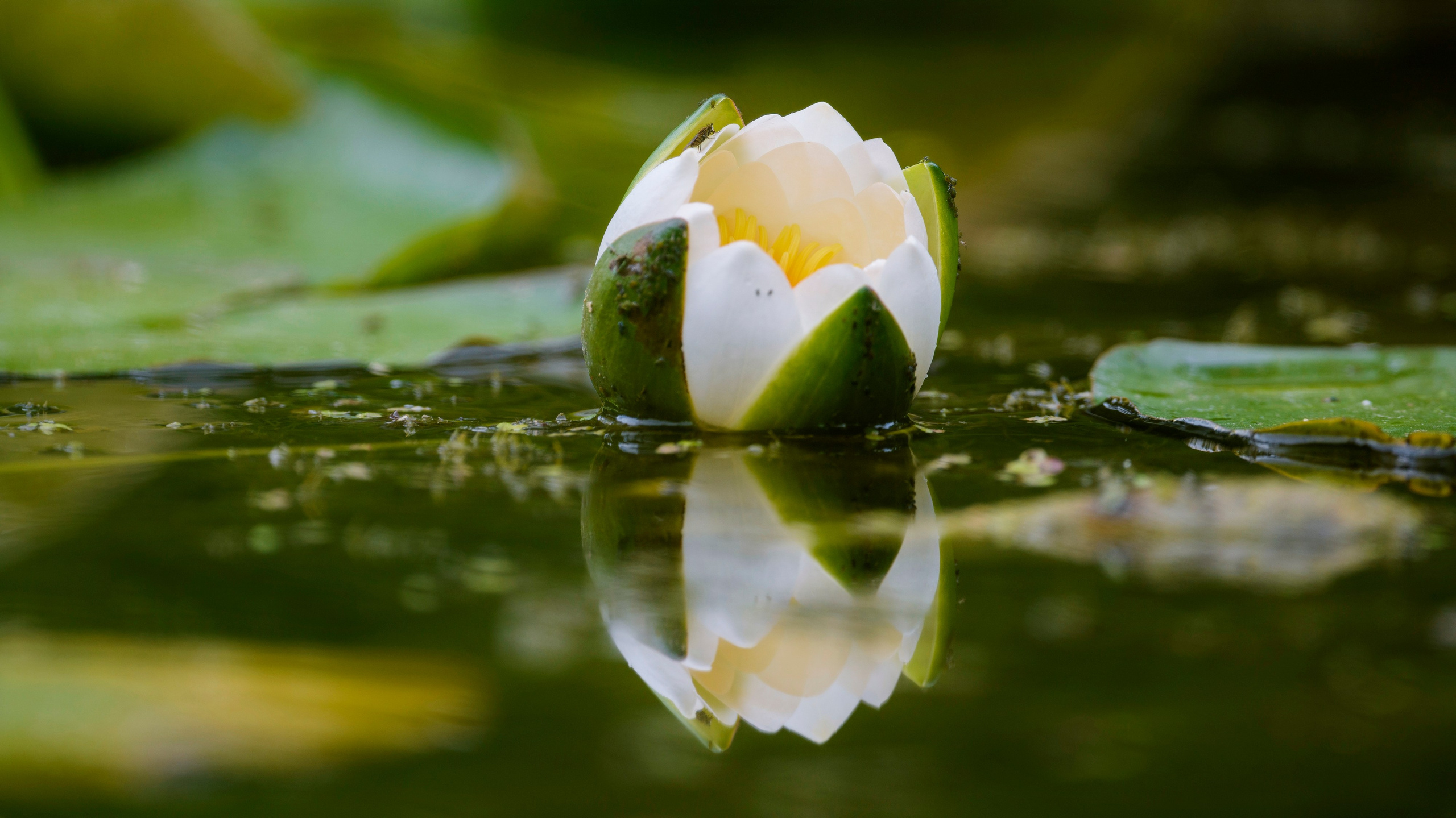 ГБС, Москва. Фотограф Сергей Пупонин