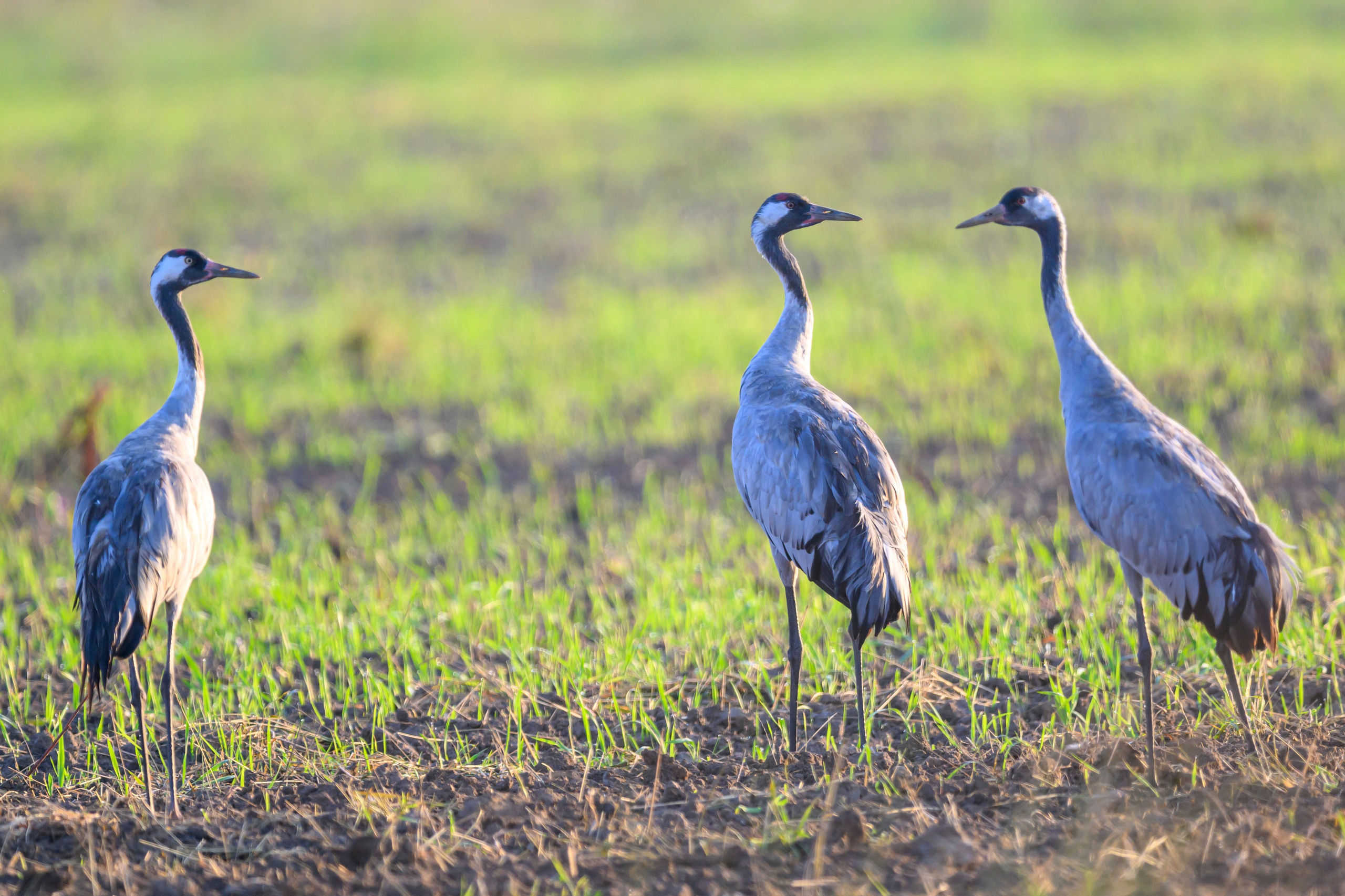Стычка луня и осоеда, журавли. Wildlife photography by Sergey Puponin