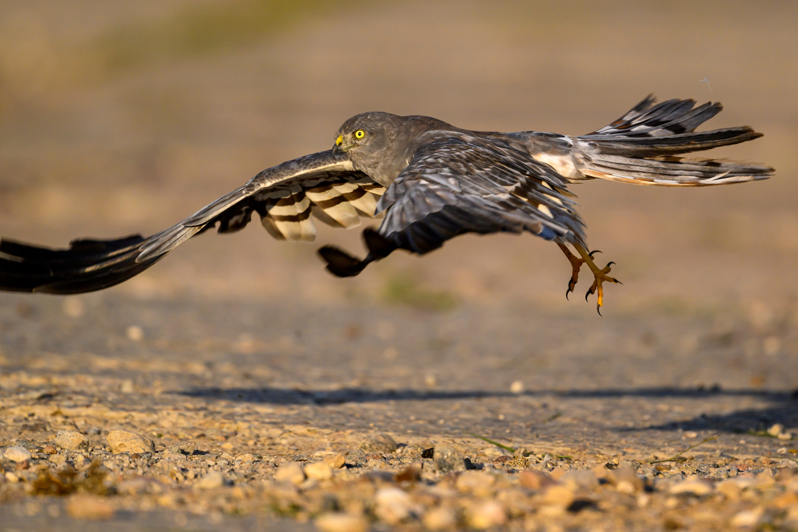 Лунь и коршуны. Harrier and Kites. Wildlife photography by Sergey Puponin