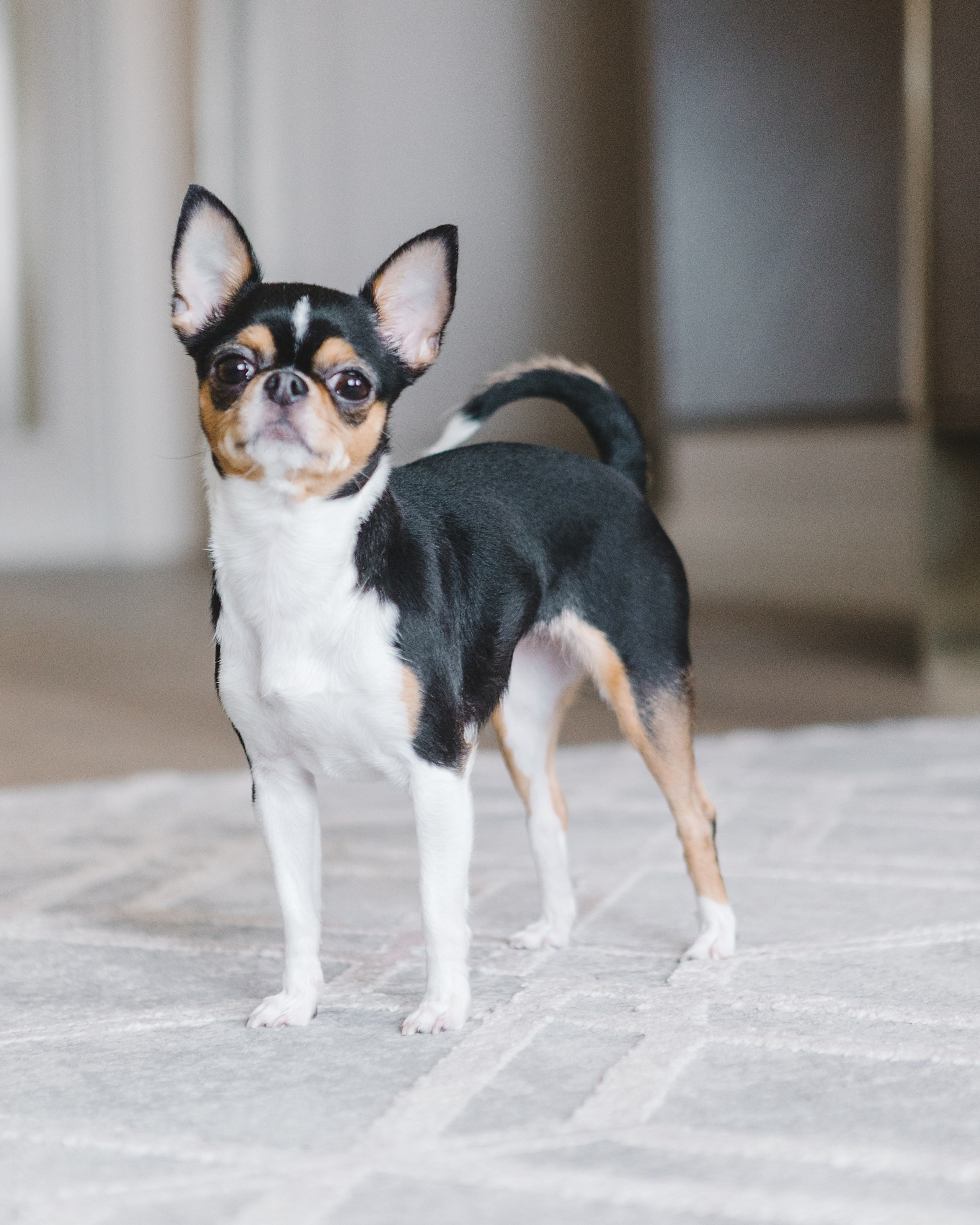 фотосессия с собакой, фото собаки