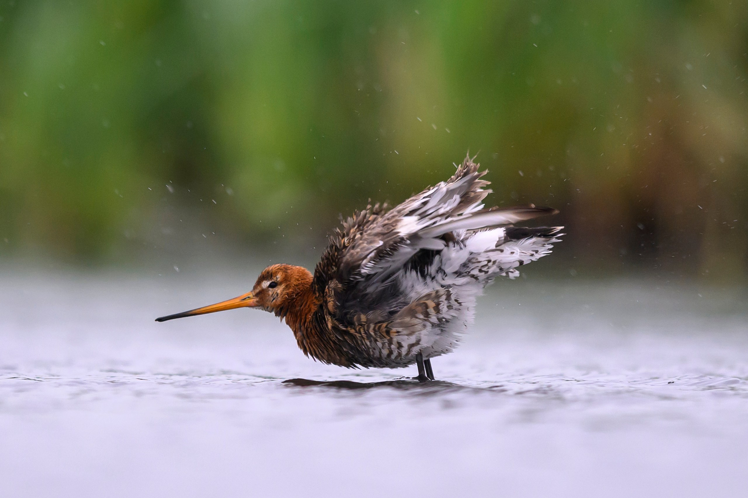 Поручейники и большой веретенник. Wildlife photography by Sergey Puponin