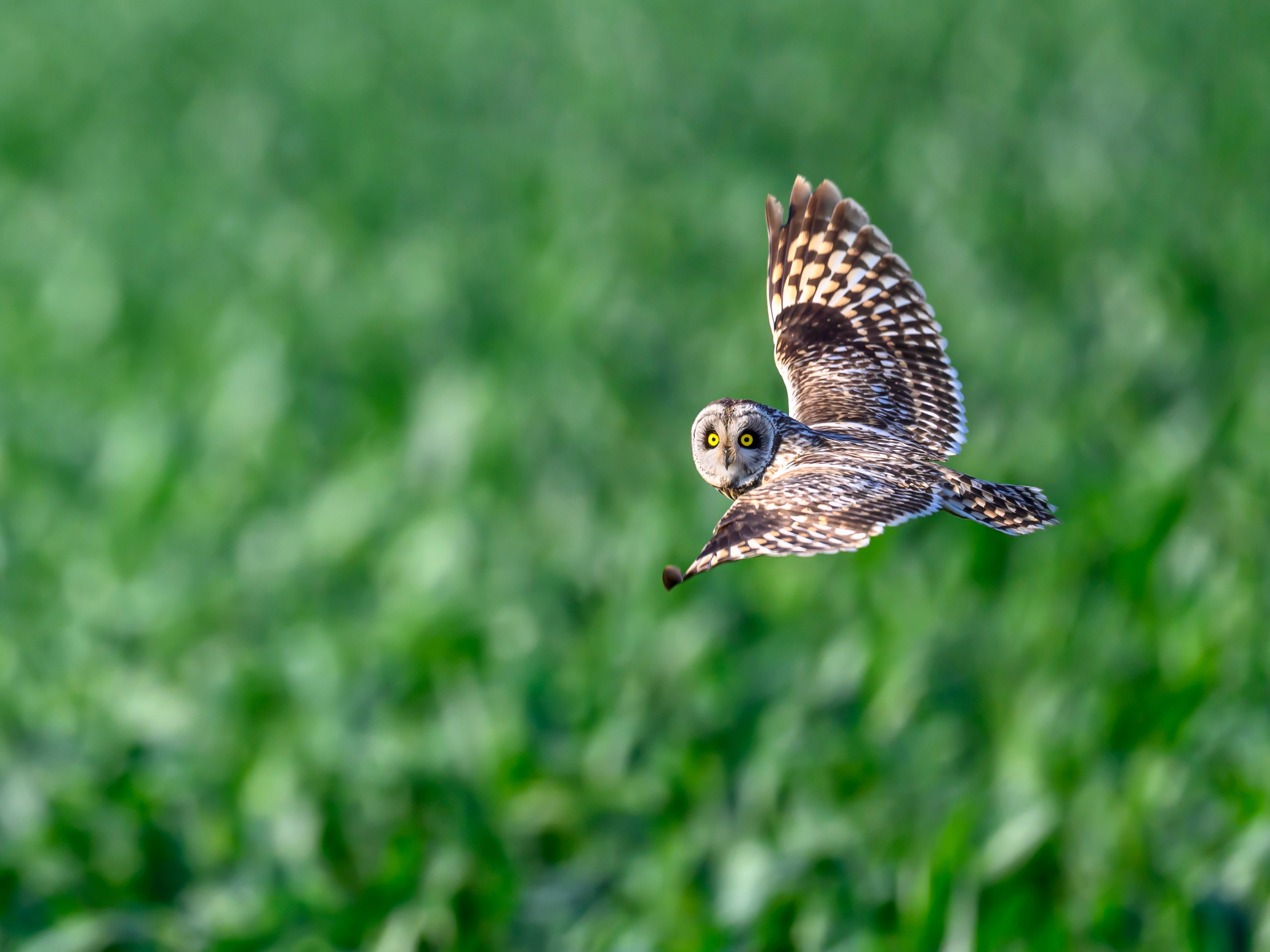 Цапли и совы. Herons and Owls. Wildlife photography by Sergey Puponin