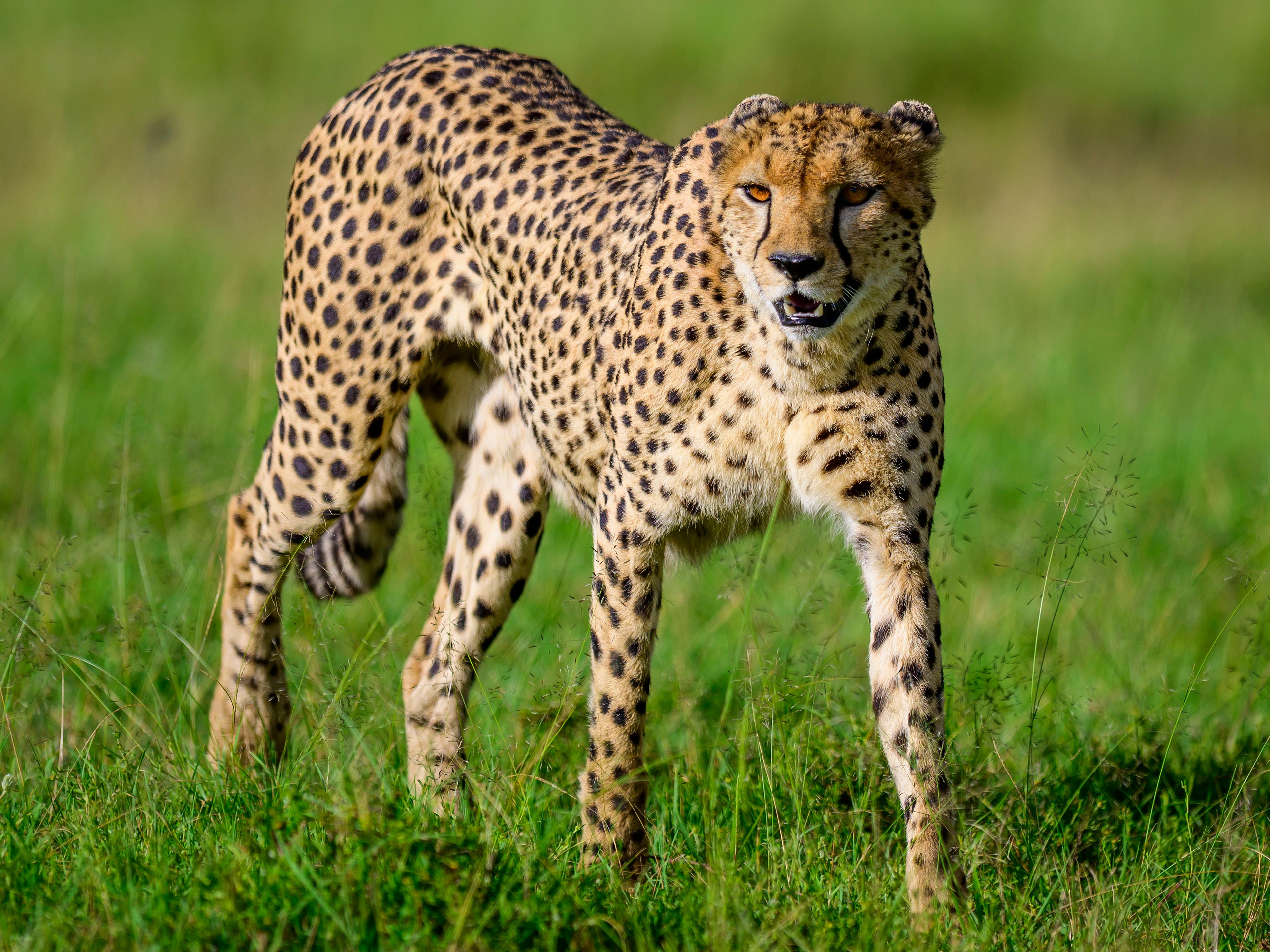 Большие кошки | Big cats. Фотограф Сергей Пупонин