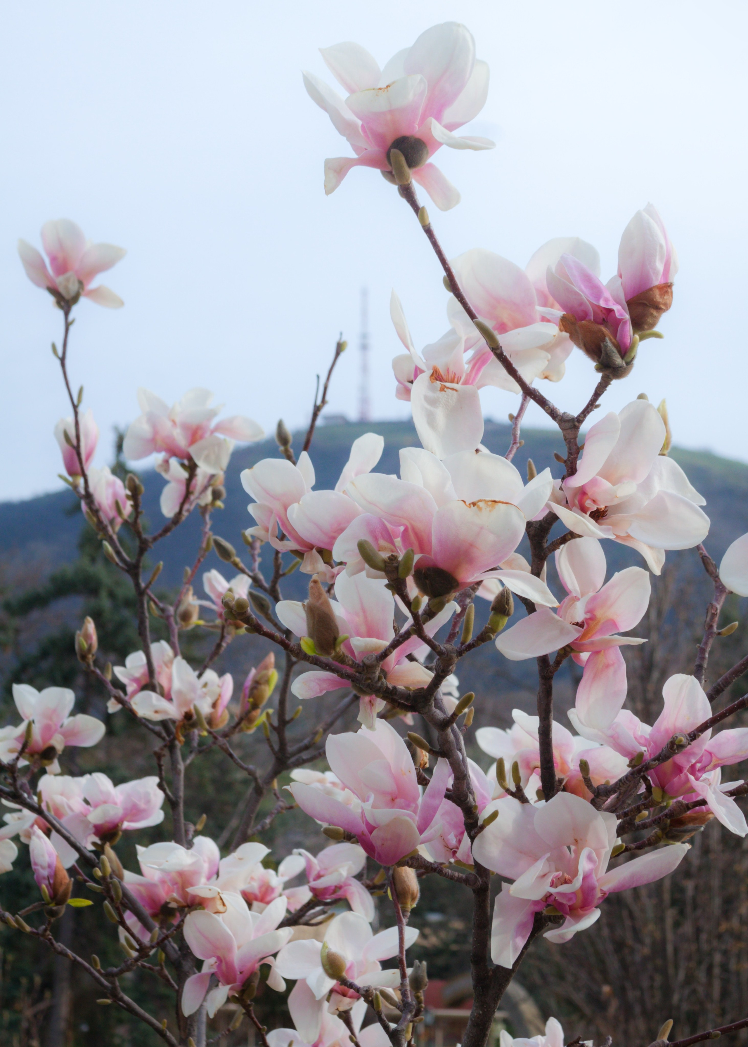 Как цветёт магнолия в Пятигорске. Пейзажный и архитектурный фотограф юга России