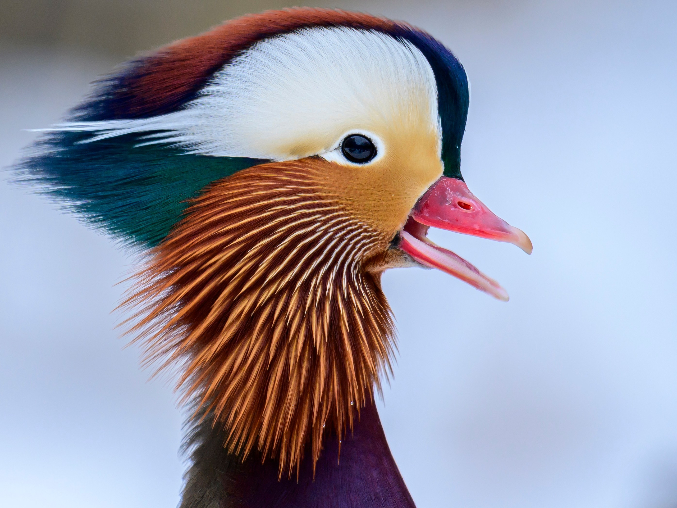 Мандаринки. Mandarin ducks. Фотограф Сергей Пупонин