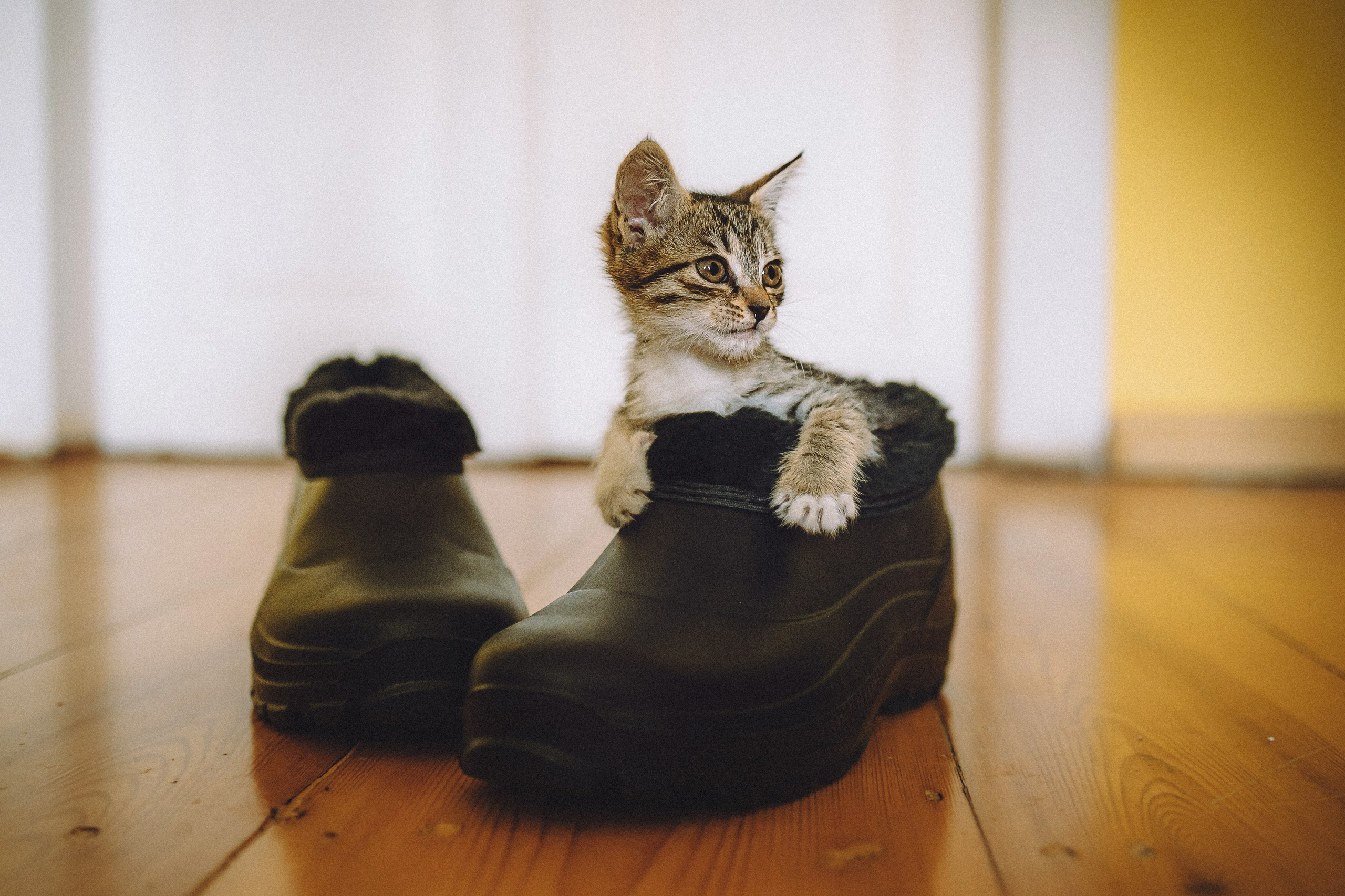 Более 30 идей для фотосессии с котенком