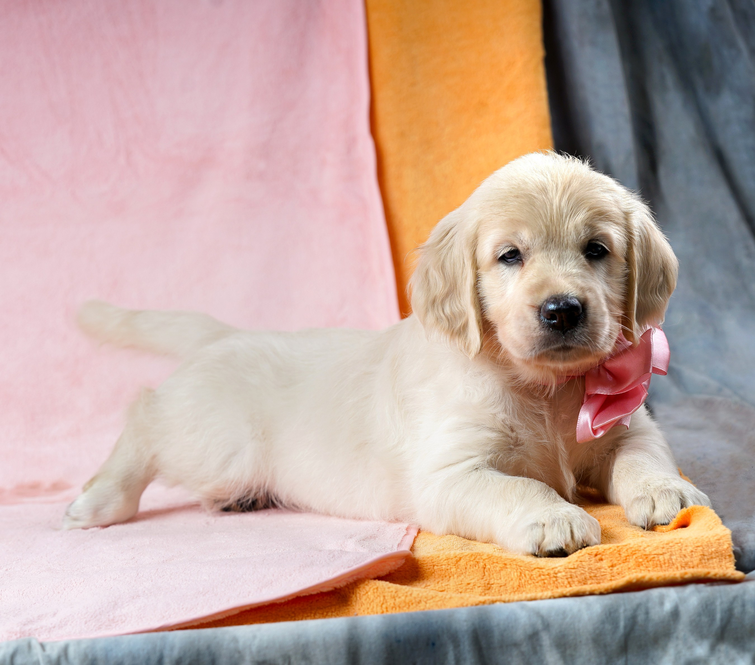 съемка собак, съемка щенков , съемка собак для авито, съемка щенков для авито, грумминг, фотограф животных. фотограф собак,съемка собак Нижний Новгород, съемка собак Бор,