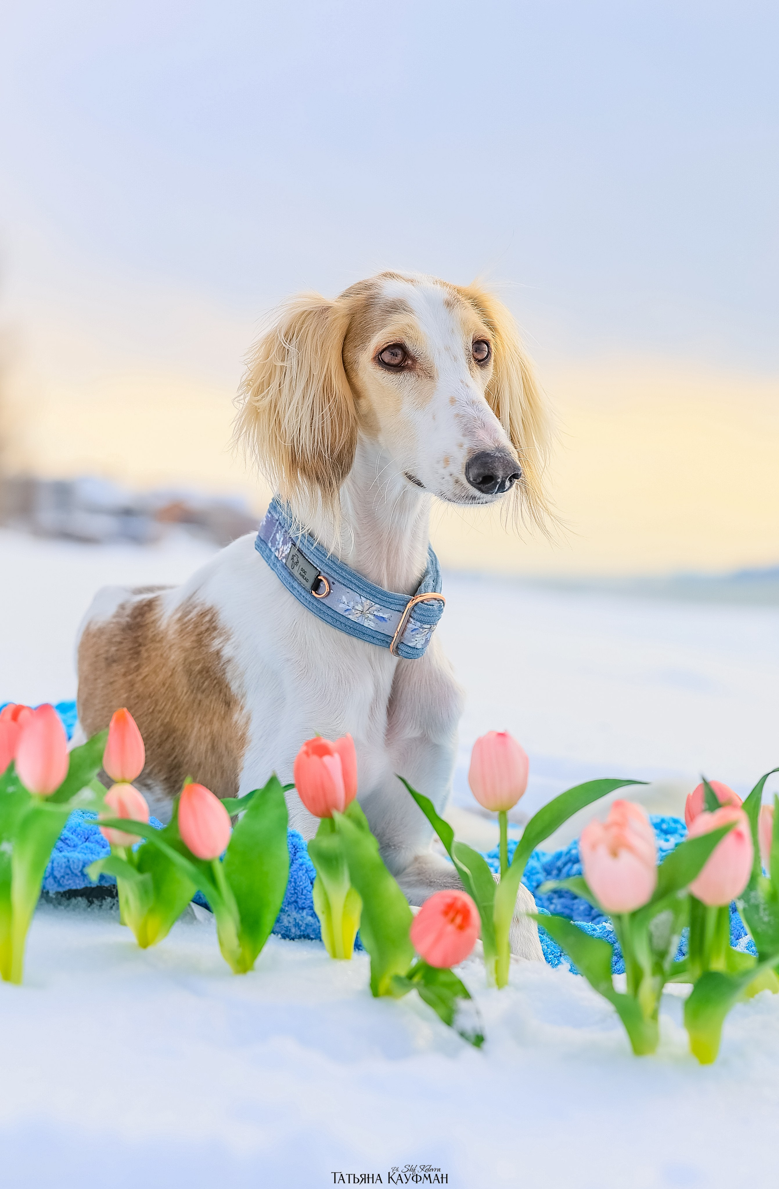 Салюки Флай и Лира. Фотограф Анималист из Новосибирска Татьяна Кауфман