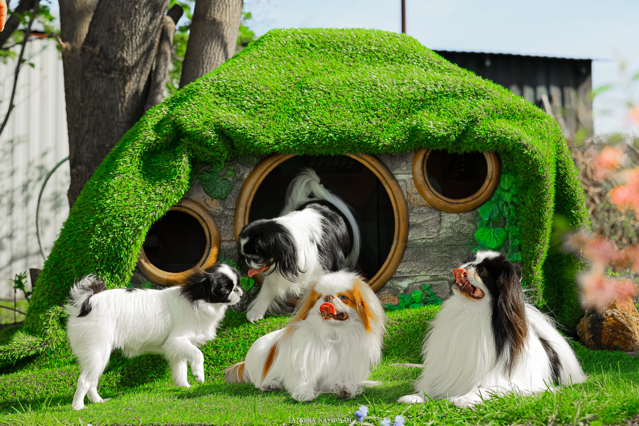 Японский хин, фотография японский хин, собака в цветах, красивая собака, фотограф анималист, фотокурс Анималистика, научиться фотографировать собак, фотограф Новосибирск