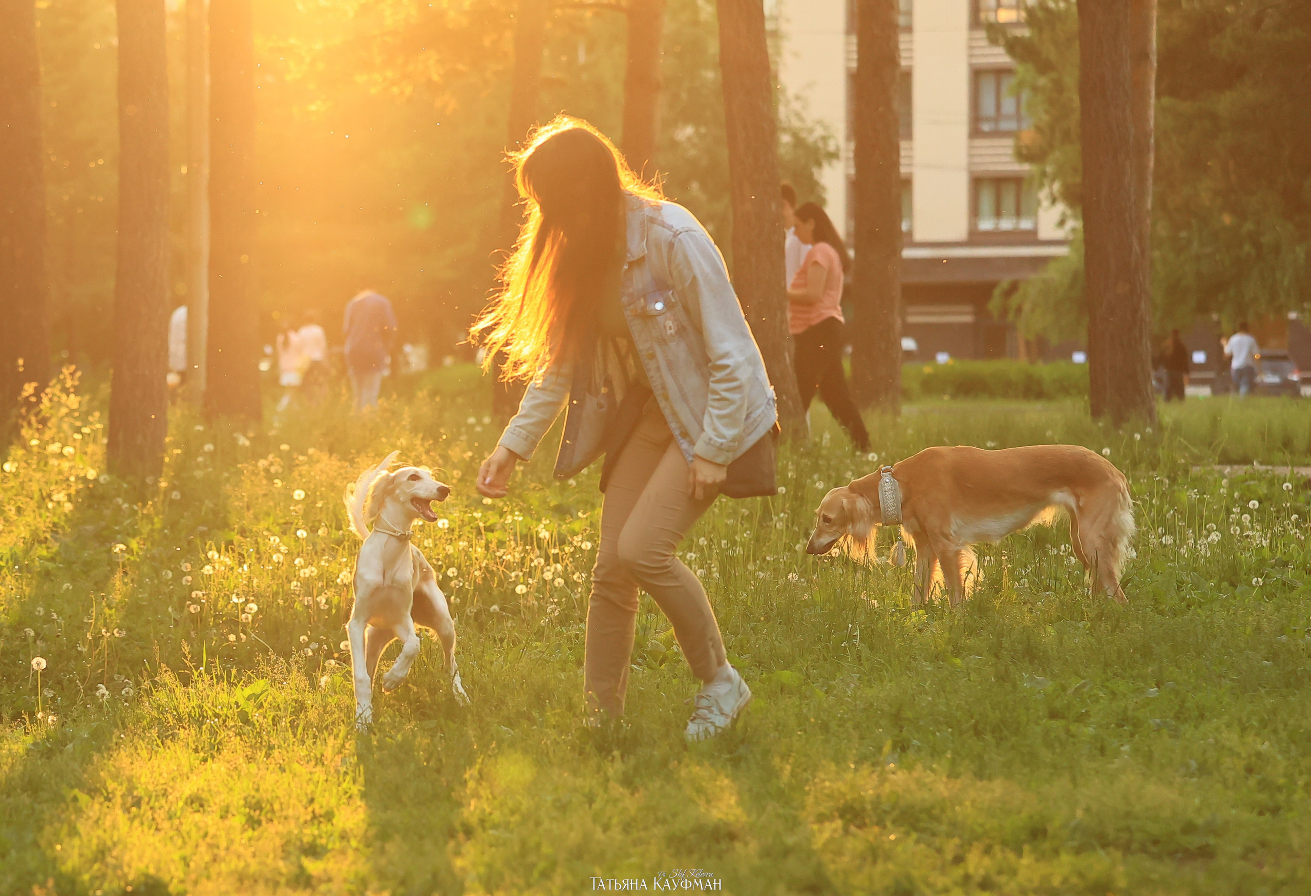 Салюки на закате. Фотограф Анималист из Новосибирска Татьяна Кауфман