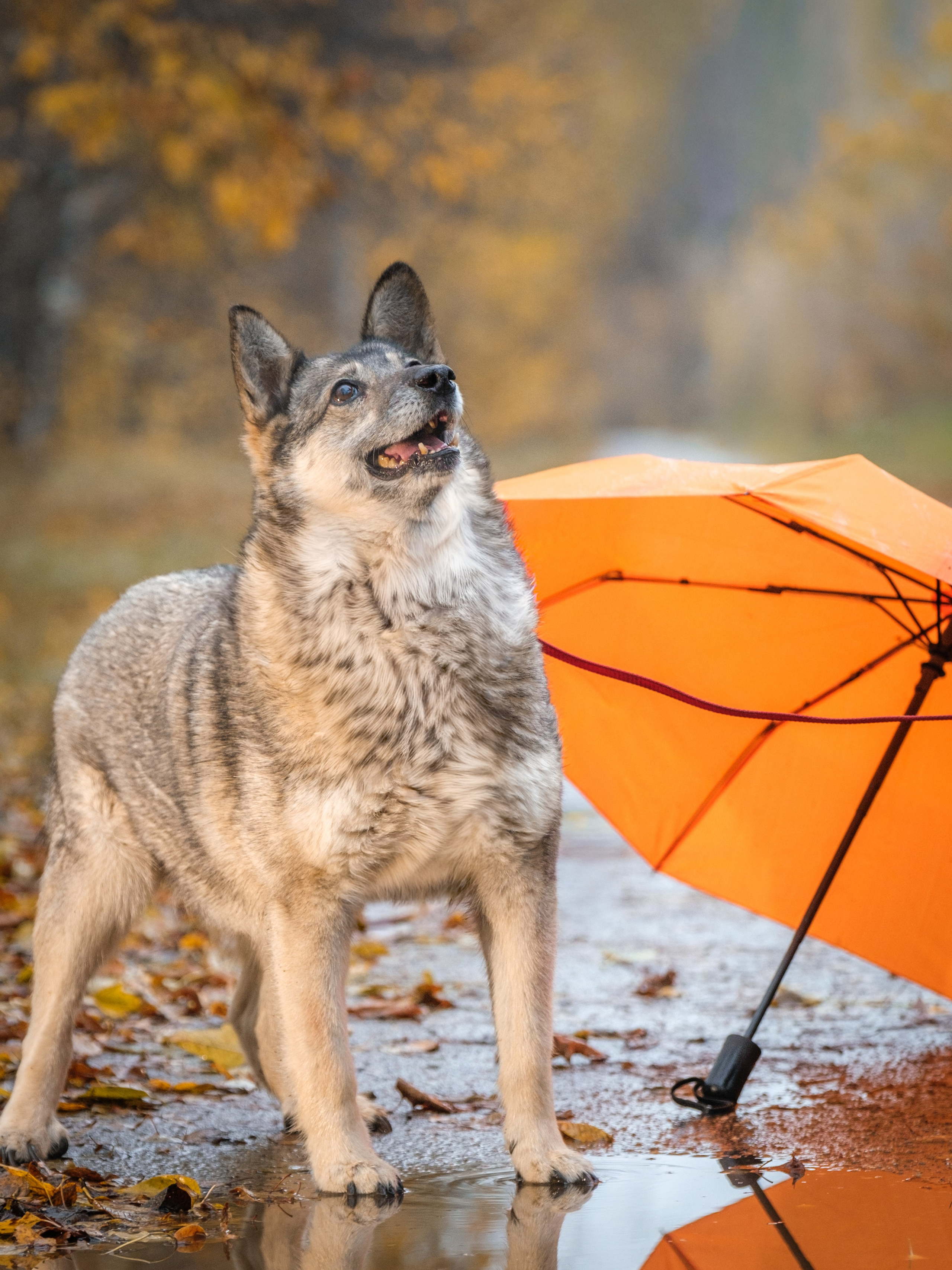 Съемки для пристройства!. Зоофотограф, фотограф животных в Москве и области Дина Дамоцева