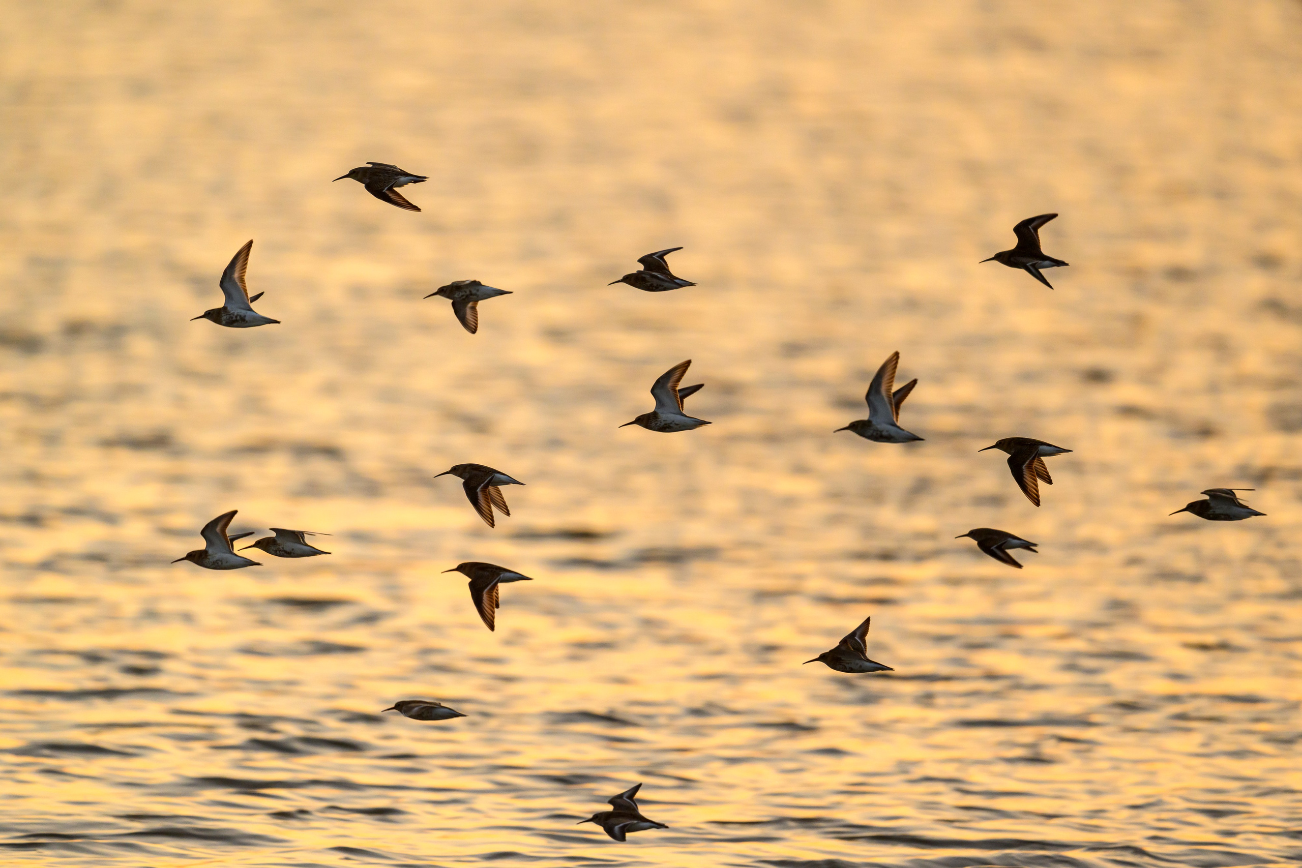 Фифи на рассвете. Wood sandpiper at dawn. Фотограф Сергей Пупонин
