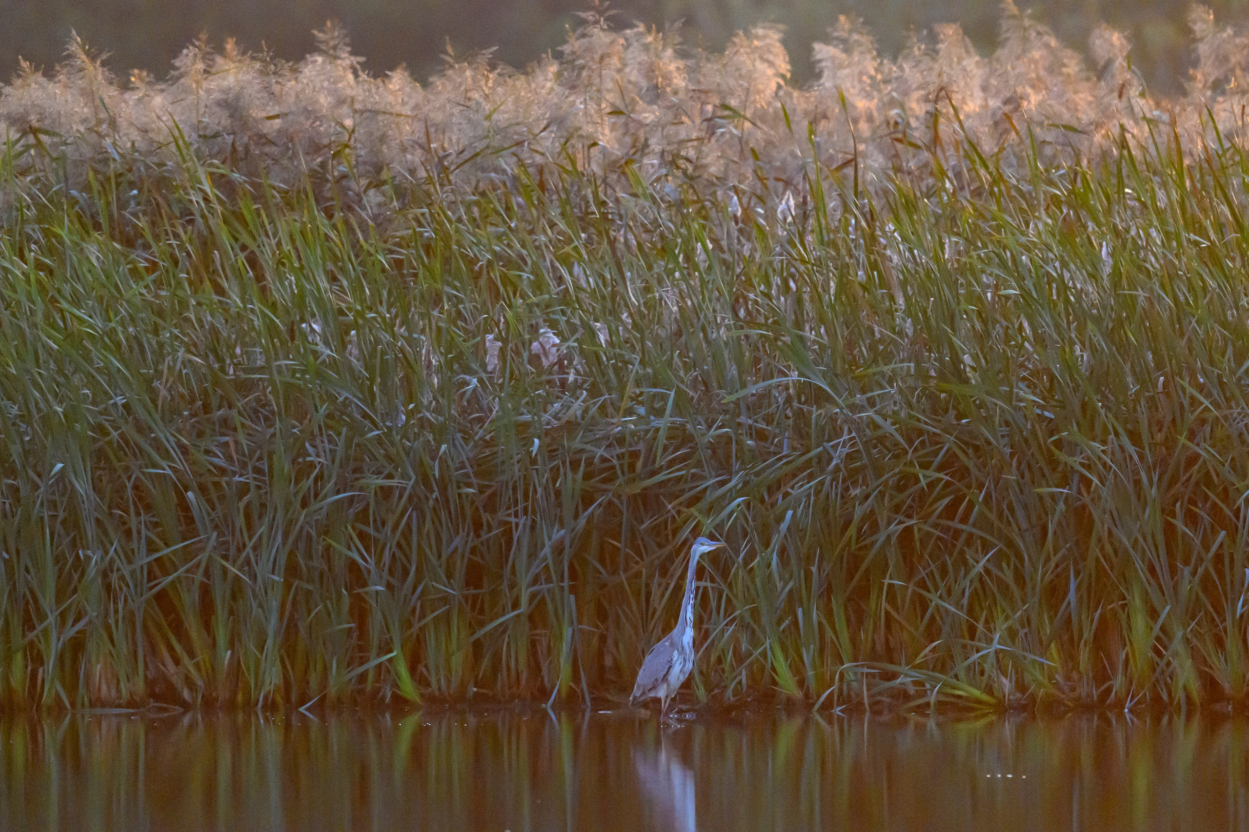 Цапли. Herons. Wildlife photography by Sergey Puponin