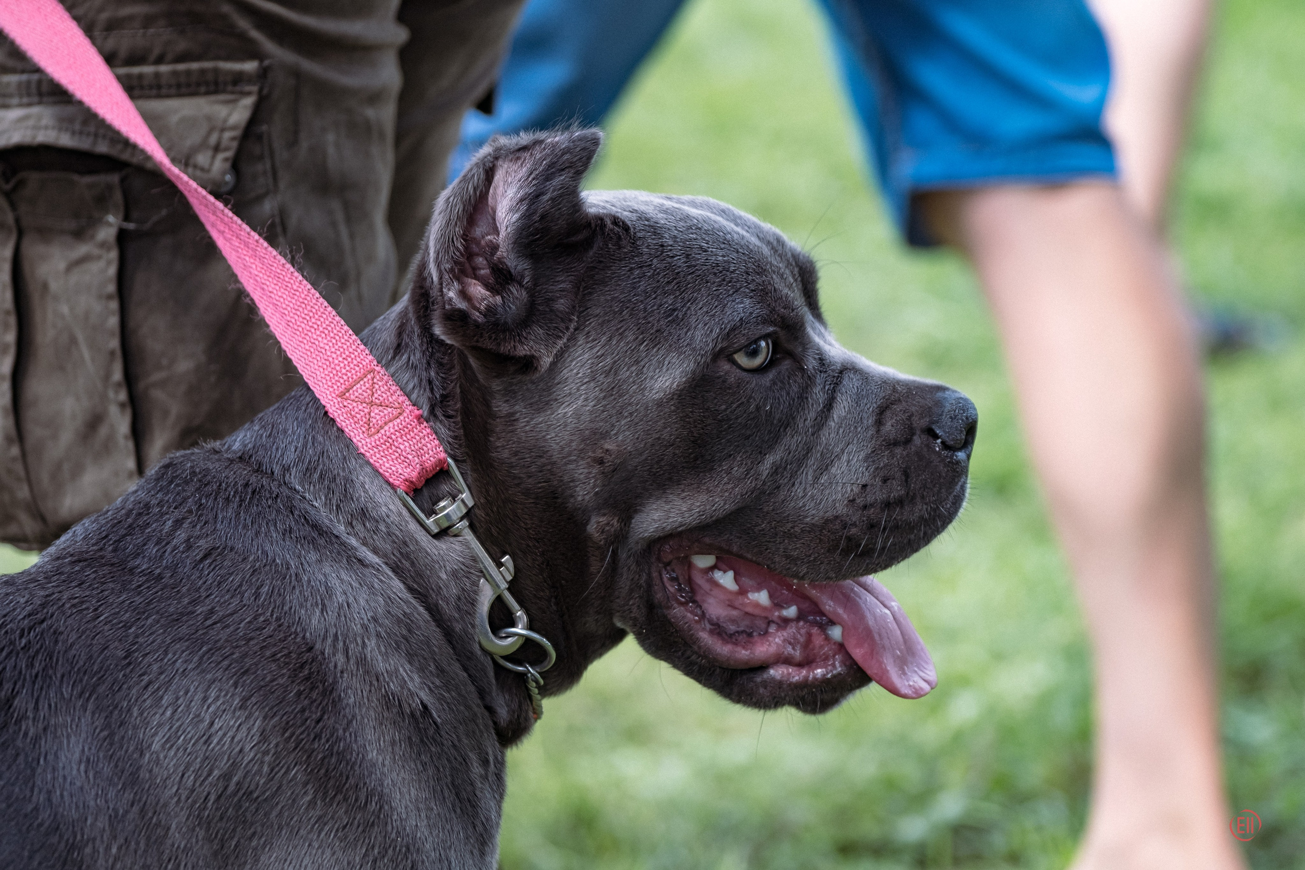 Липецк. Выставка собак. Питомник китайских хохлатых собак Poale Ell: купить щенка