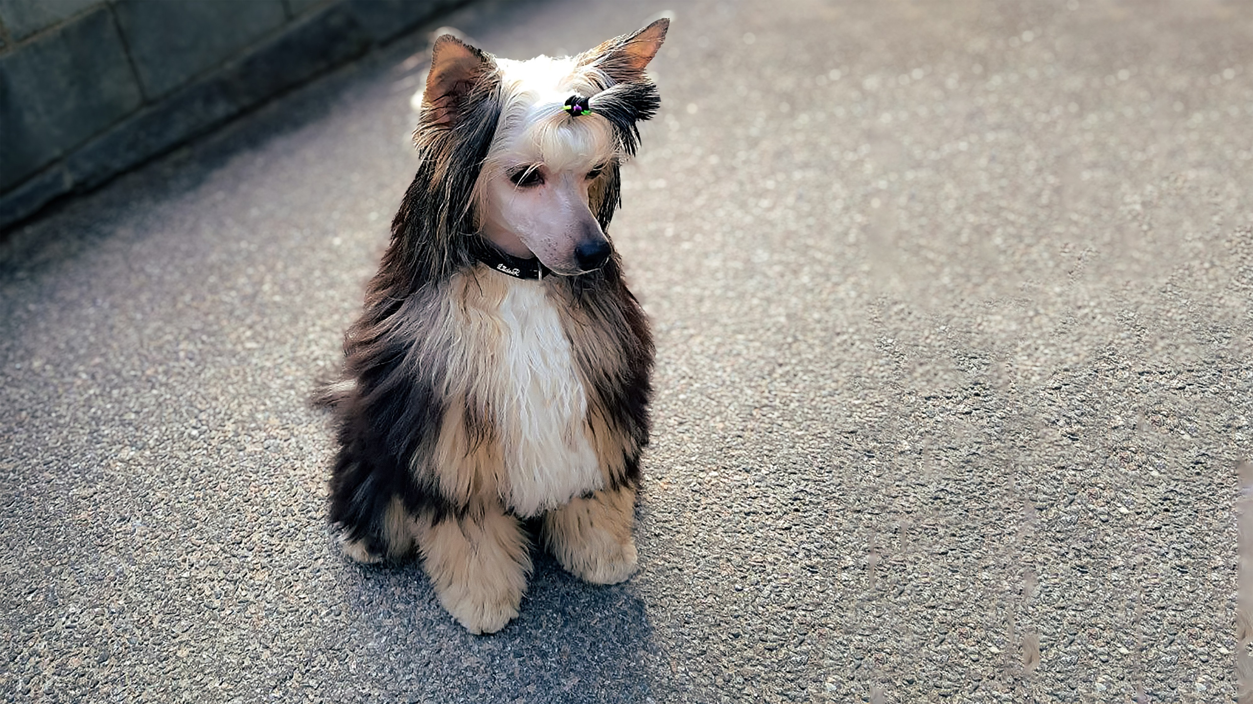 Пуховый красавчик Феликс прислал привет. Питомник китайских хохлатых собак Poale Ell: купить щенка