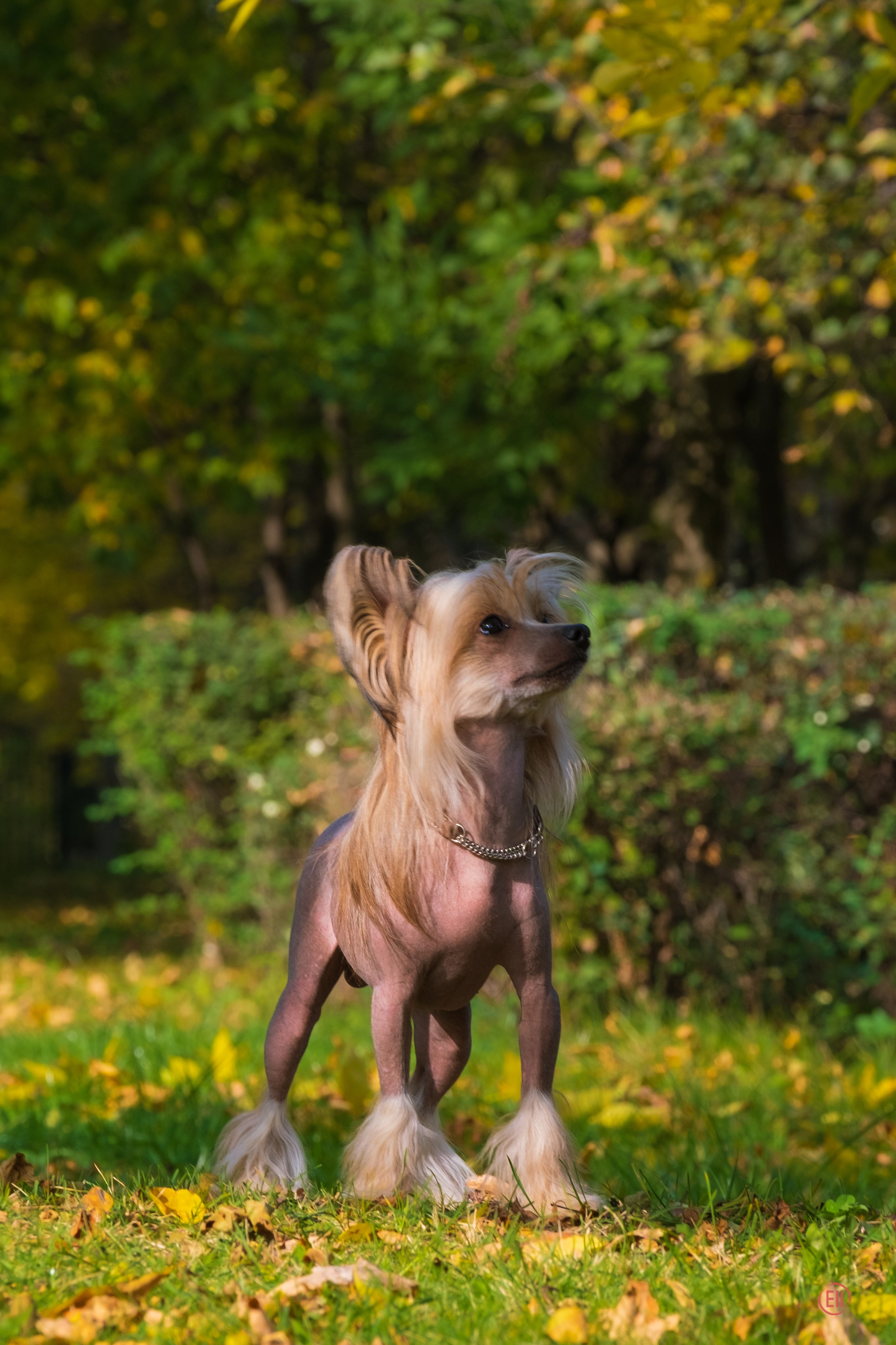 On a walk. Chinese Crested Dog Kennel Poale Ell